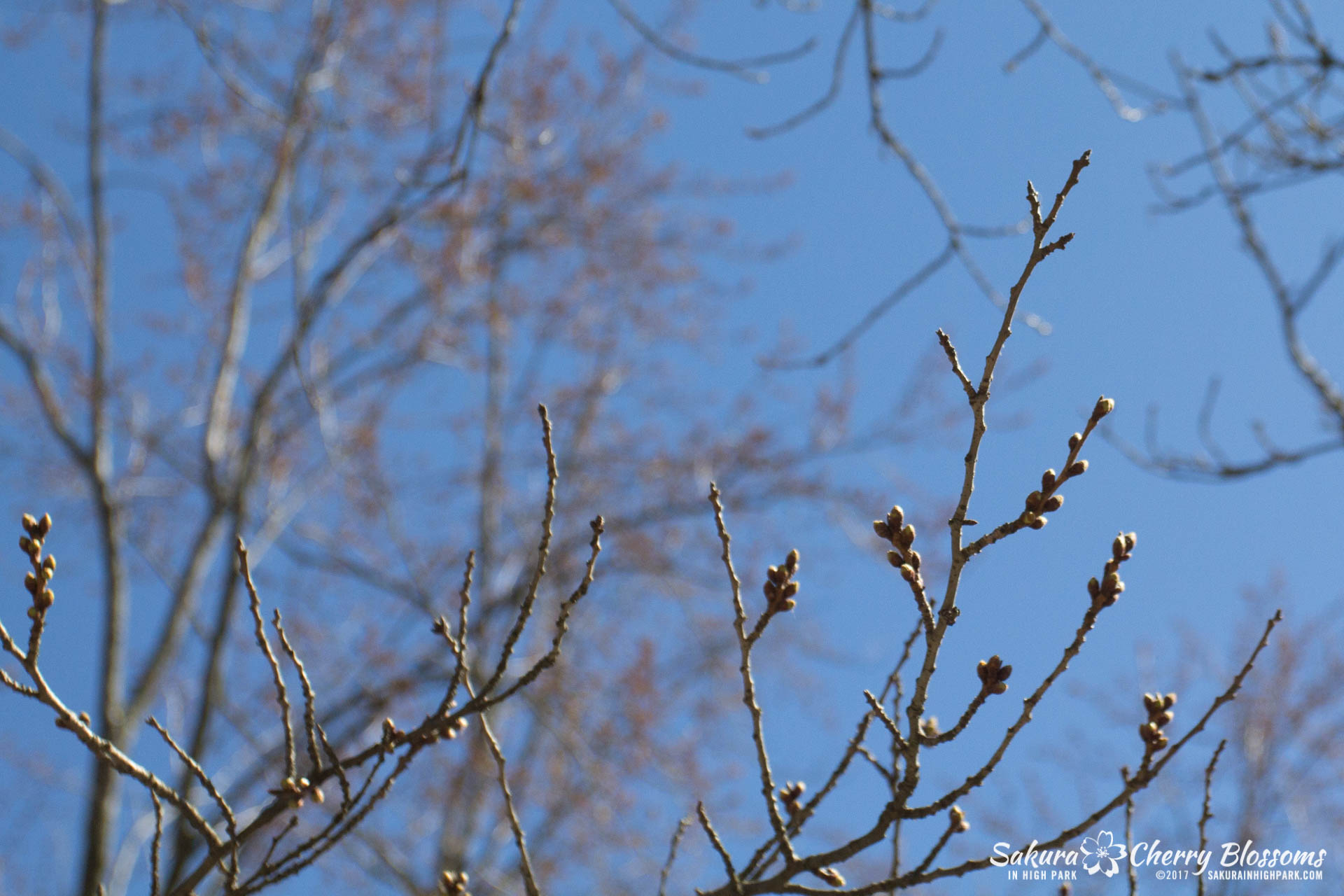 SakurainHighPark-April7-2017-85.jpg
