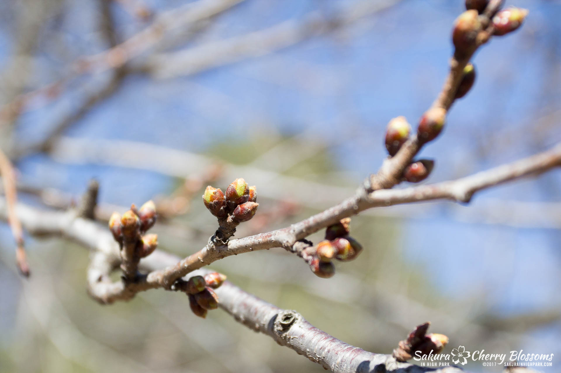 SakurainHighPark-April7-2017-46.jpg
