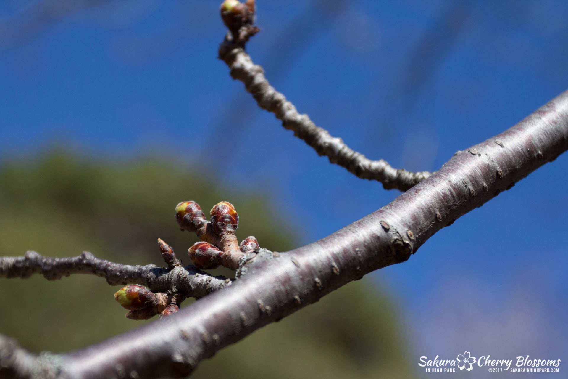 SakurainHighPark-April7-2017-28.jpg