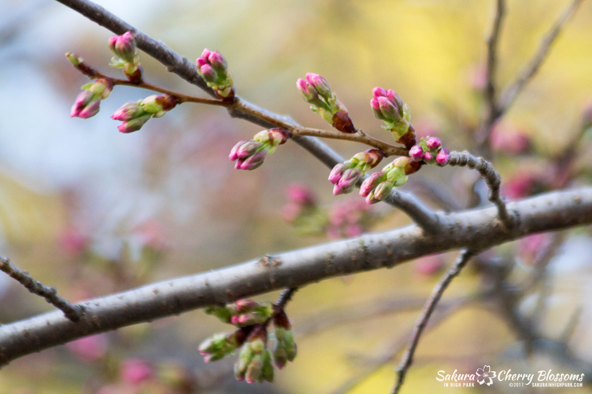 Sakura-in-High-Park-April-17-2017-florets-are-emerging-from-the-buds-throughout-the-park-110.jpg