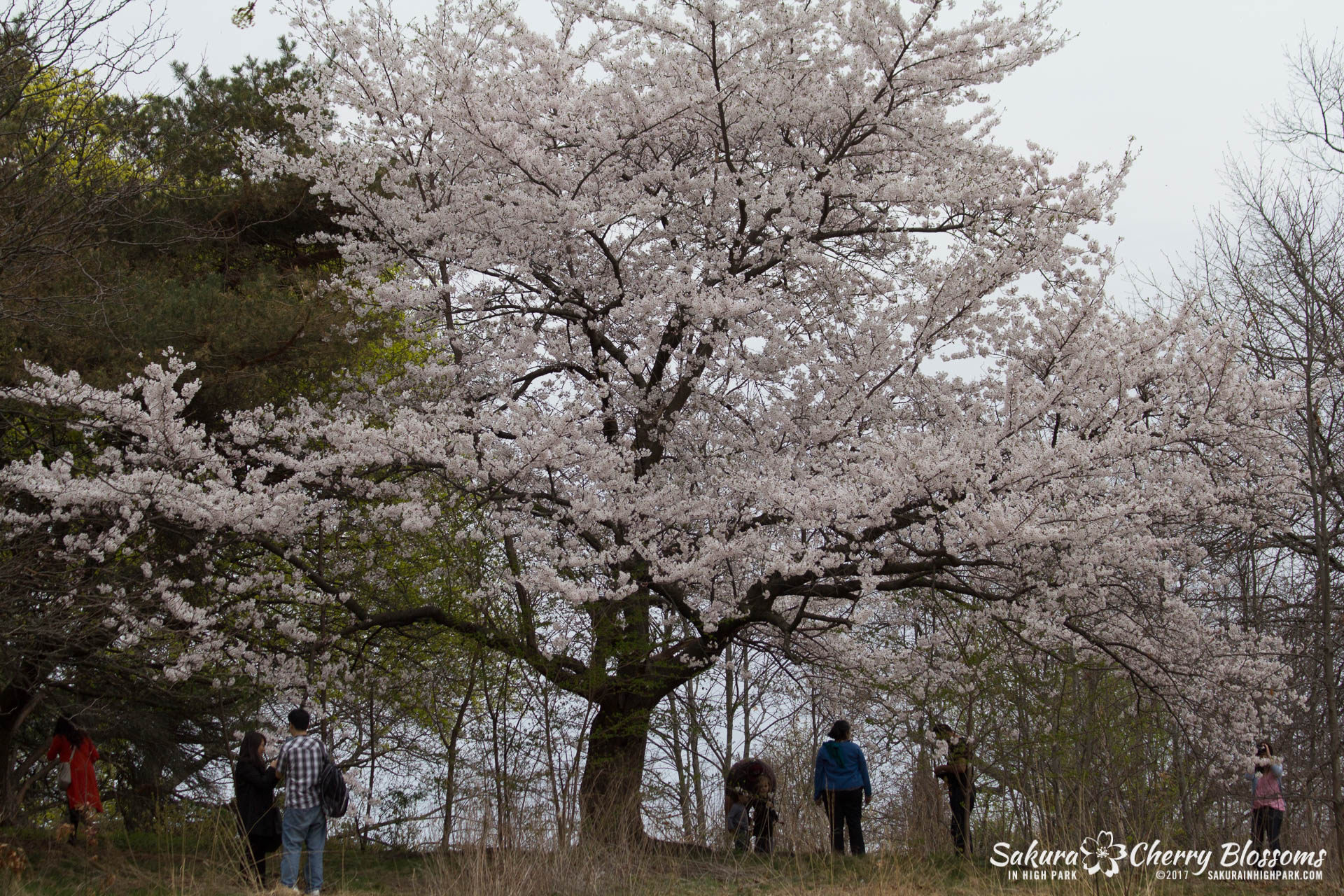 Sakura-in-High-Park-May-5-2015-lone-sakura-cherry-blossom-tree-on-top-of-hill.jpg