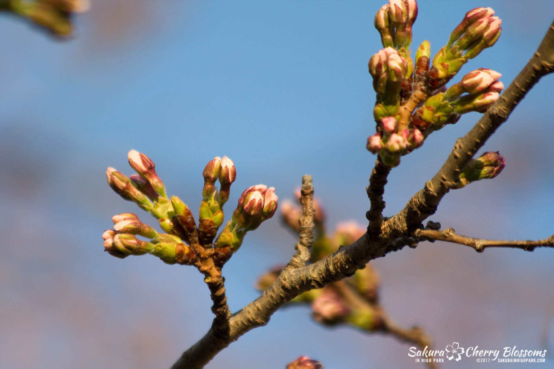 Sakura-in-High-Park-April-17-2017-florets-are-emerging-from-the-buds-throughout-the-park-83.jpg