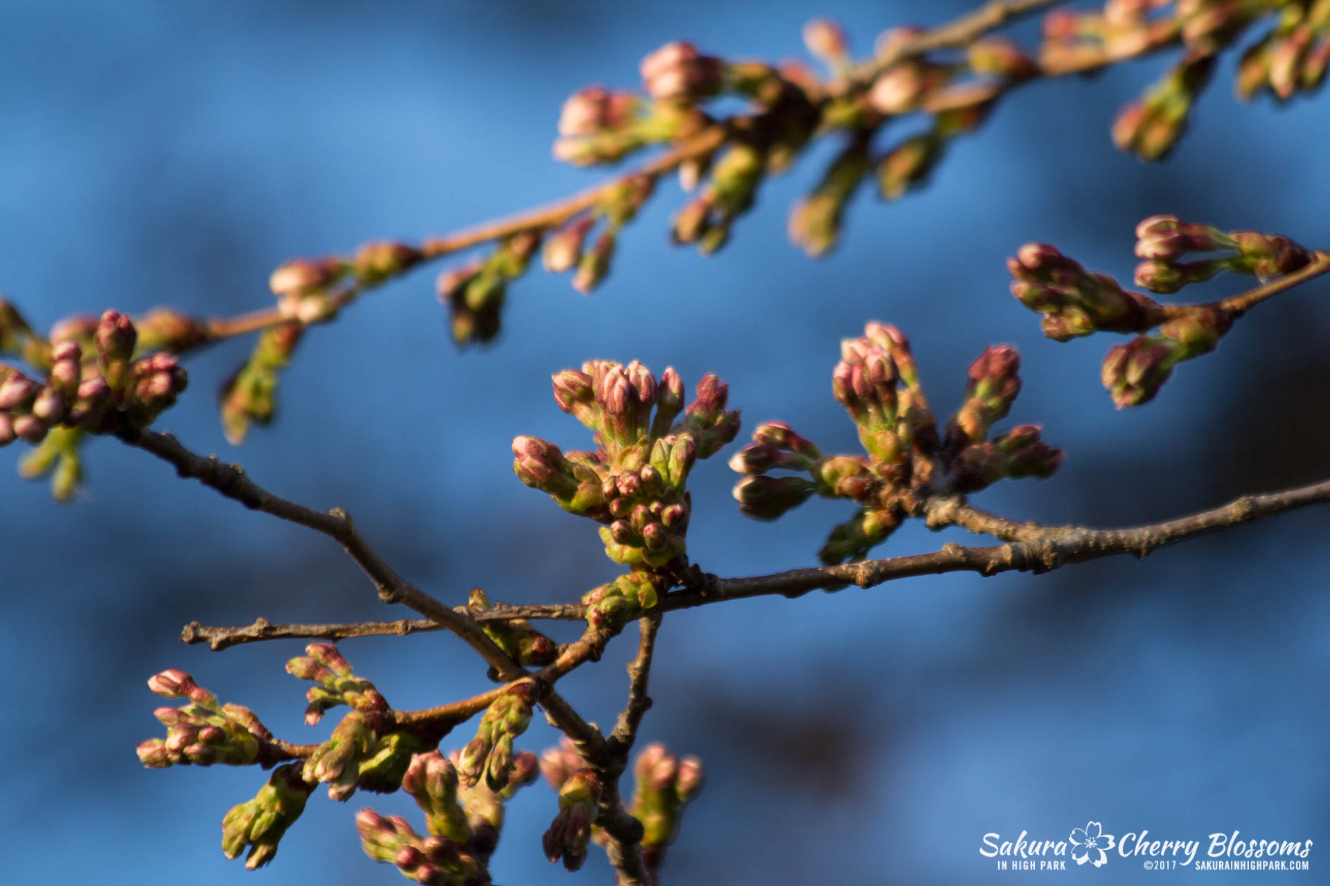 Sakura-in-High-Park-April-17-2017-florets-are-emerging-from-the-buds-throughout-the-park-76.jpg