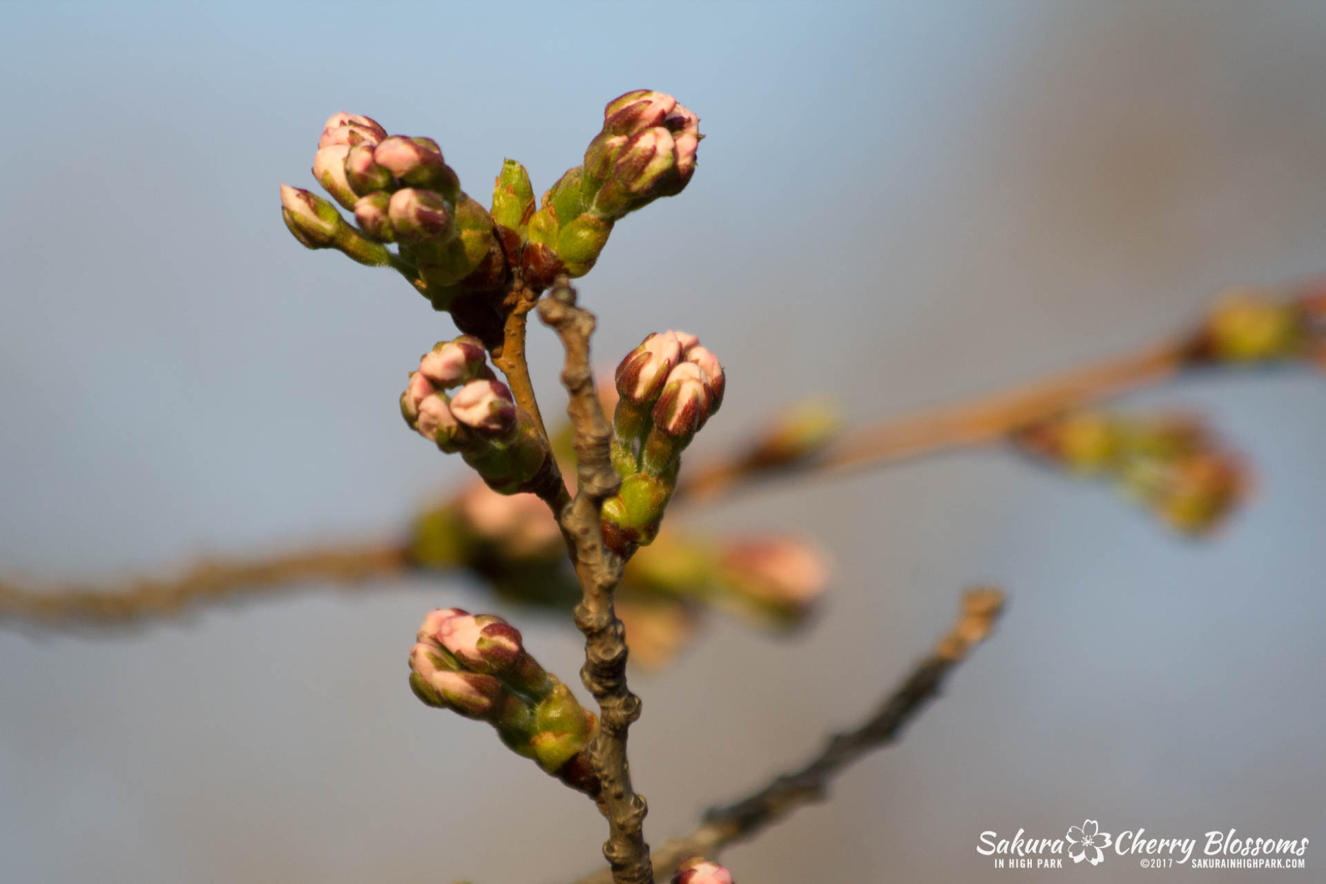 Sakura-in-High-Park-April-17-2017-florets-are-emerging-from-the-buds-throughout-the-park-80.jpg