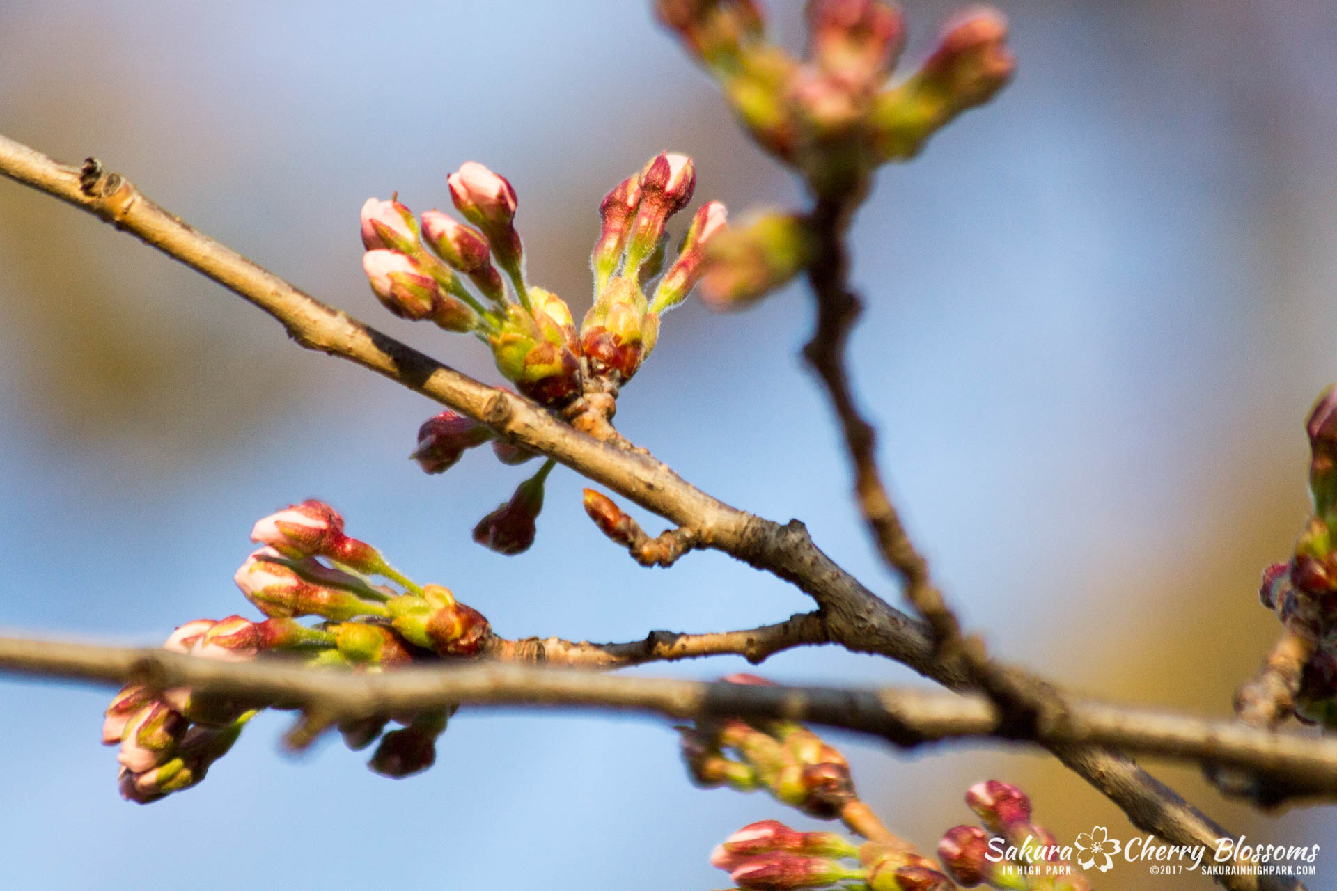 Sakura-in-High-Park-April-17-2017-florets-are-emerging-from-the-buds-throughout-the-park-68.jpg