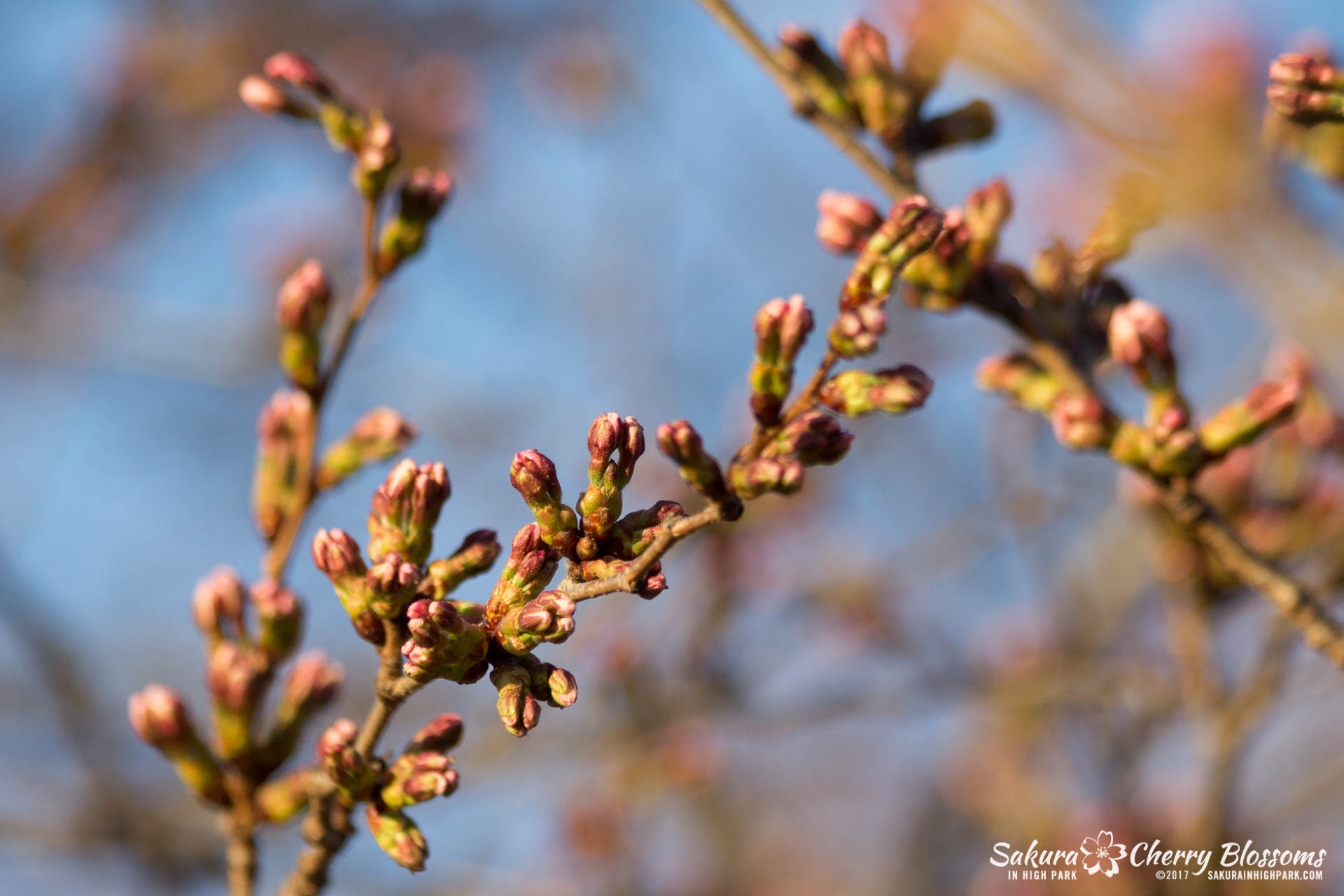 Sakura-in-High-Park-April-17-2017-florets-are-emerging-from-the-buds-throughout-the-park-63.jpg