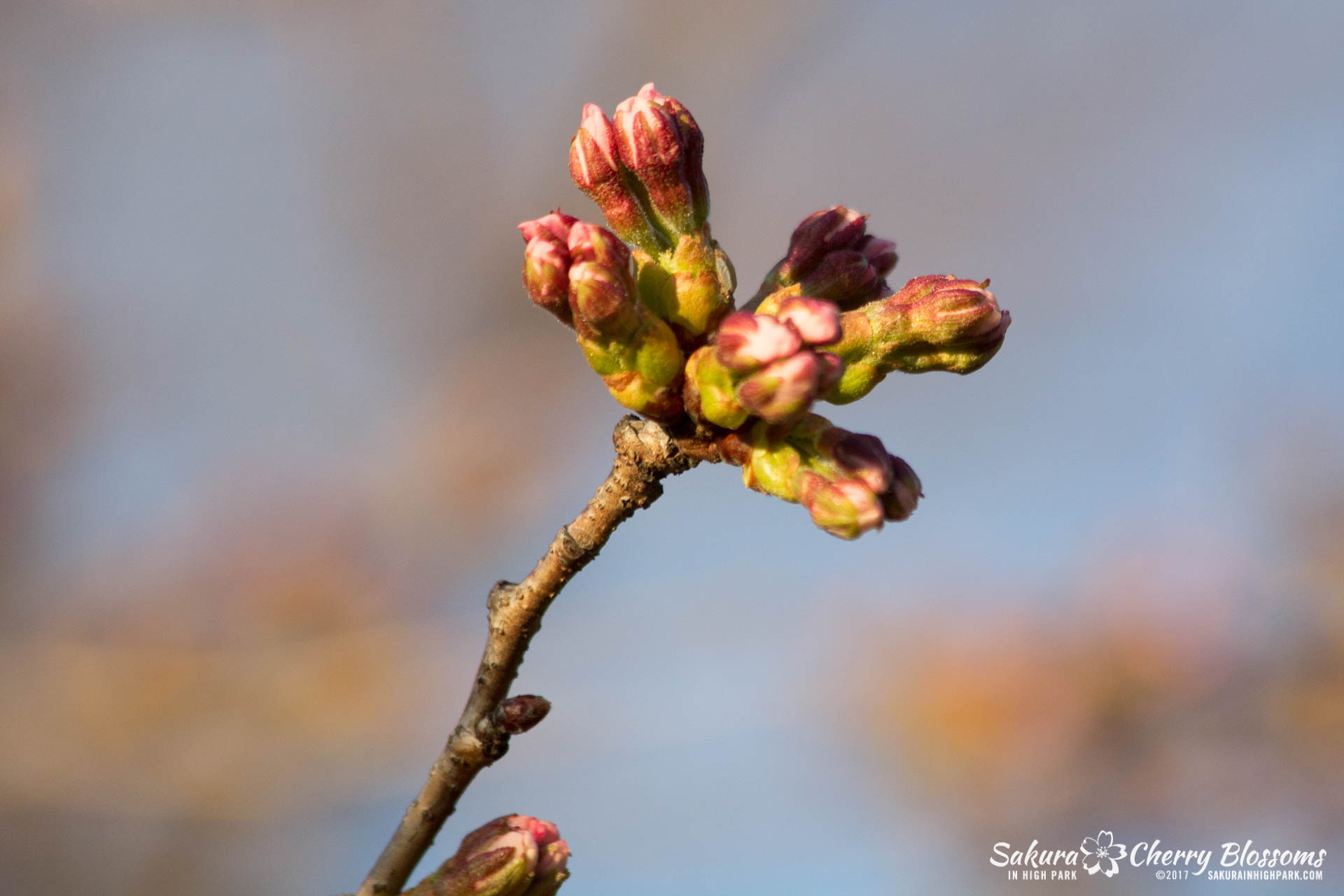 Sakura-in-High-Park-April-17-2017-florets-are-emerging-from-the-buds-throughout-the-park-58.jpg