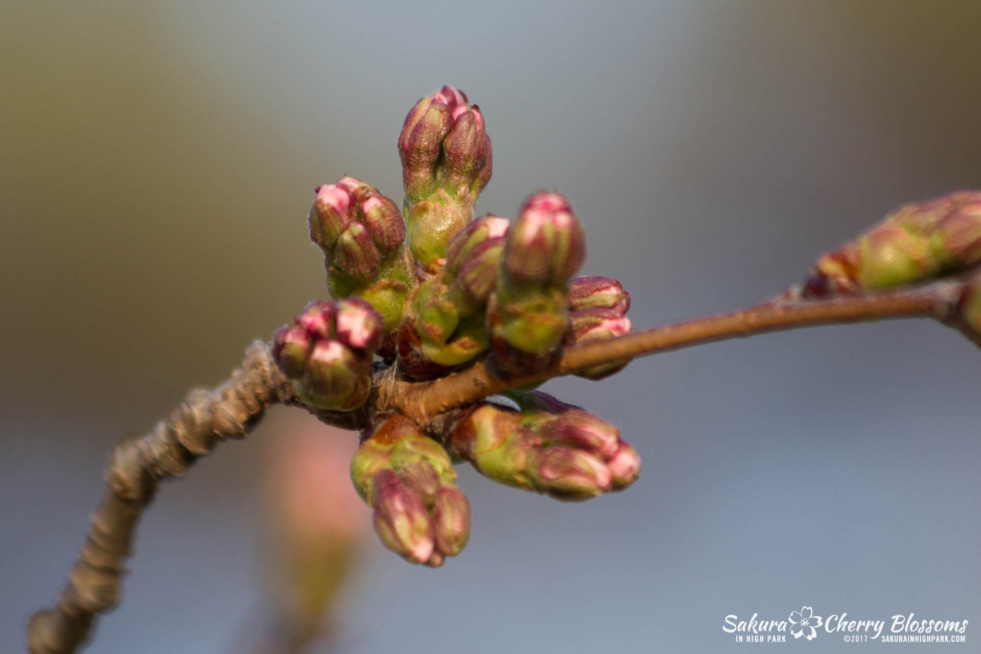 Sakura-in-High-Park-April-17-2017-florets-are-emerging-from-the-buds-throughout-the-park-37.jpg