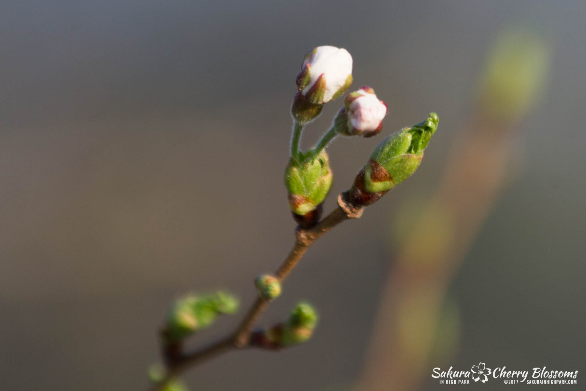 Sakura-in-High-Park-April-17-2017-florets-are-emerging-from-the-buds-throughout-the-park-44.jpg