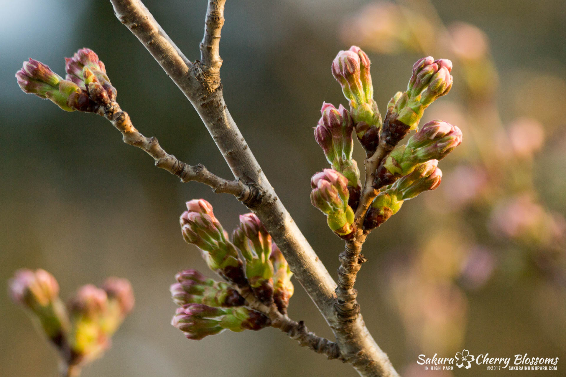 Sakura-in-High-Park-April-17-2017-florets-are-emerging-from-the-buds-throughout-the-park-31.jpg