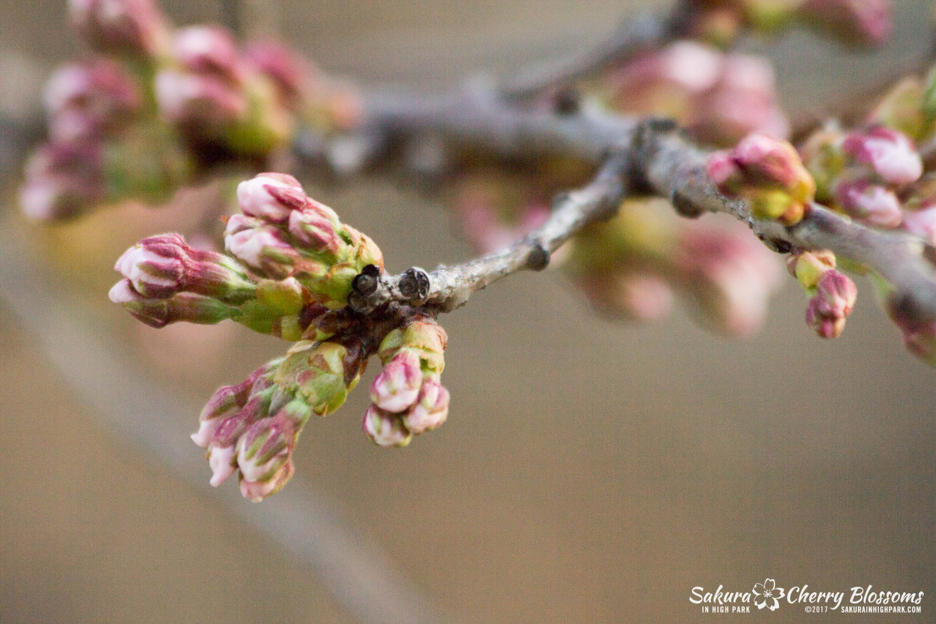 Sakura-in-High-Park-April-17-2017-florets-are-emerging-from-the-buds-throughout-the-park-25.jpg