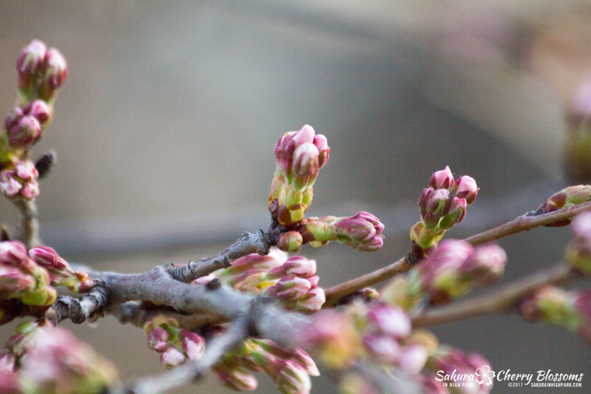 Sakura-in-High-Park-April-17-2017-florets-are-emerging-from-the-buds-throughout-the-park-20.jpg