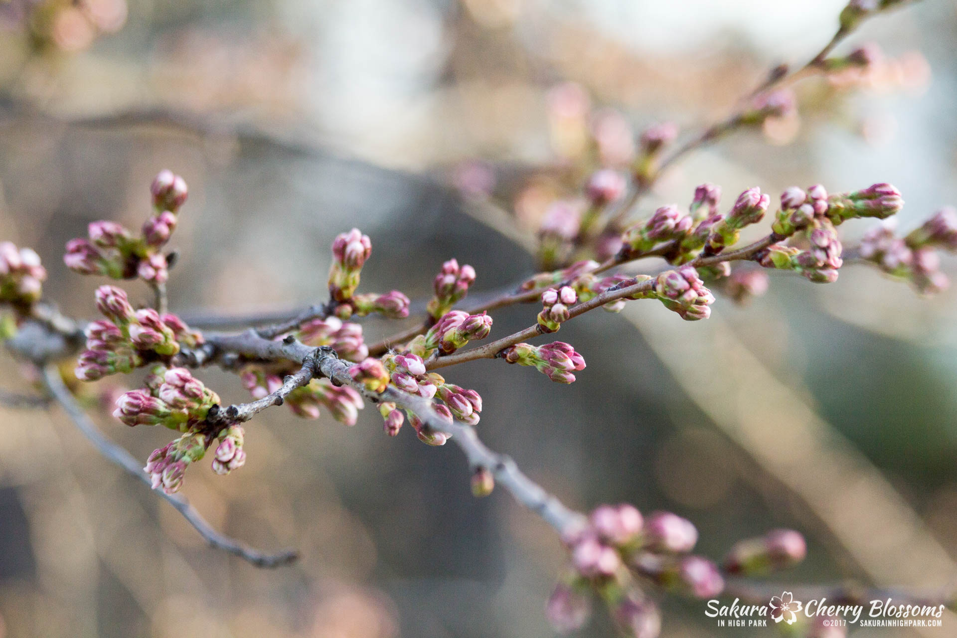 Sakura-in-High-Park-April-17-2017-florets-are-emerging-from-the-buds-throughout-the-park-16.jpg