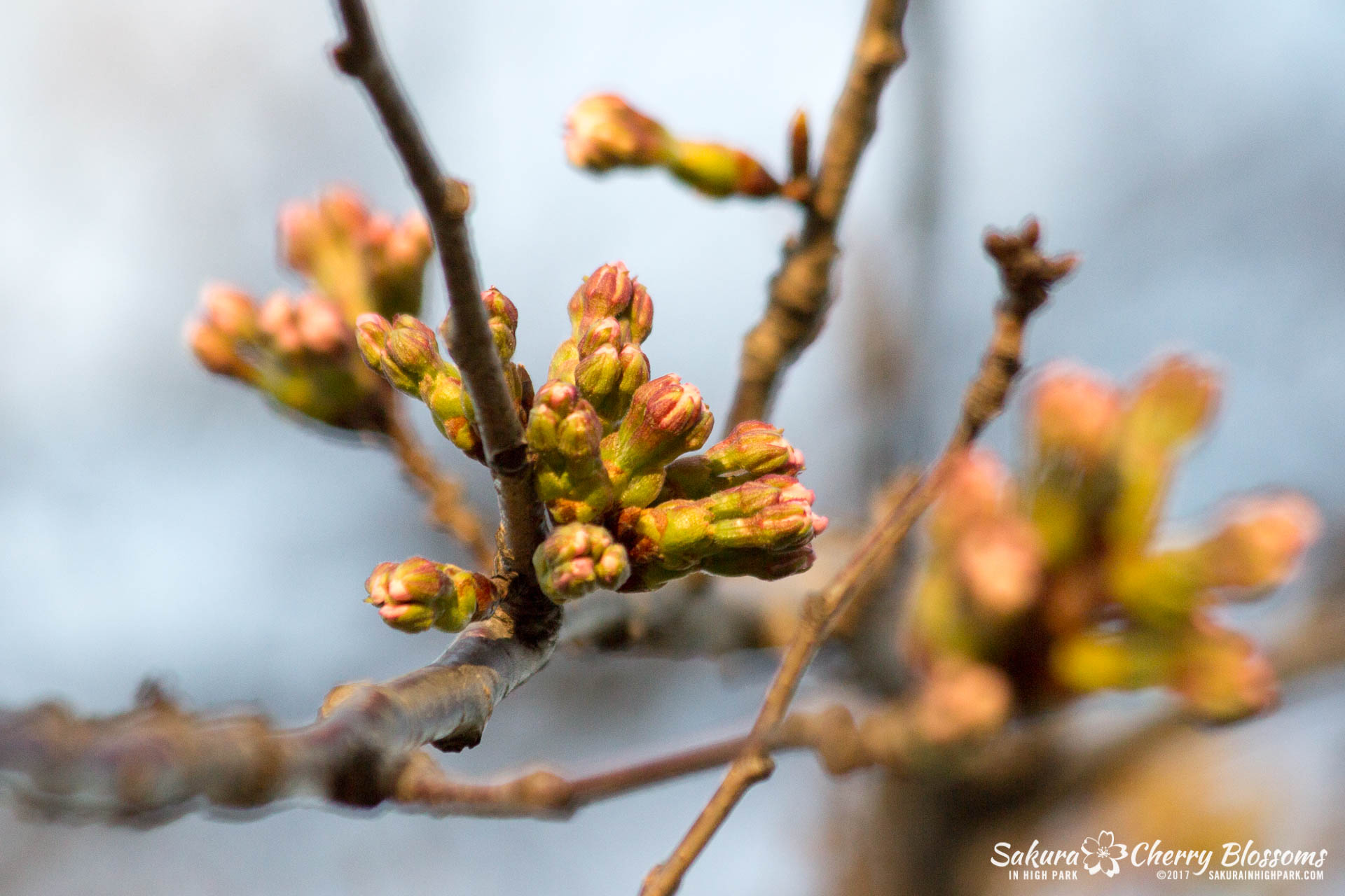 Sakura-in-High-Park-April-17-2017-florets-are-emerging-from-the-buds-throughout-the-park-7.jpg