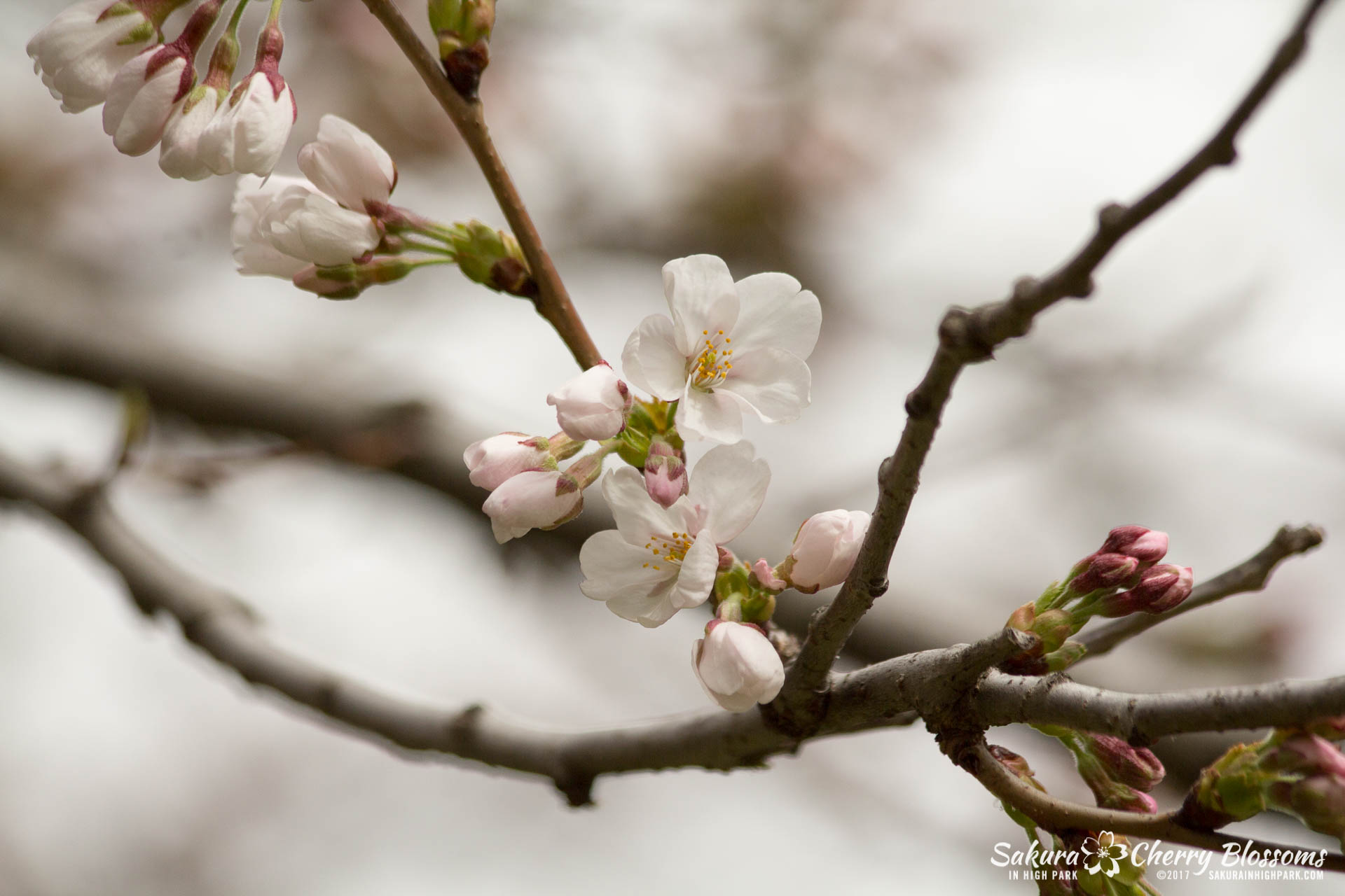 Sakura-Watch-April-21-2017-bloom-still-in-early-stages-92.jpg