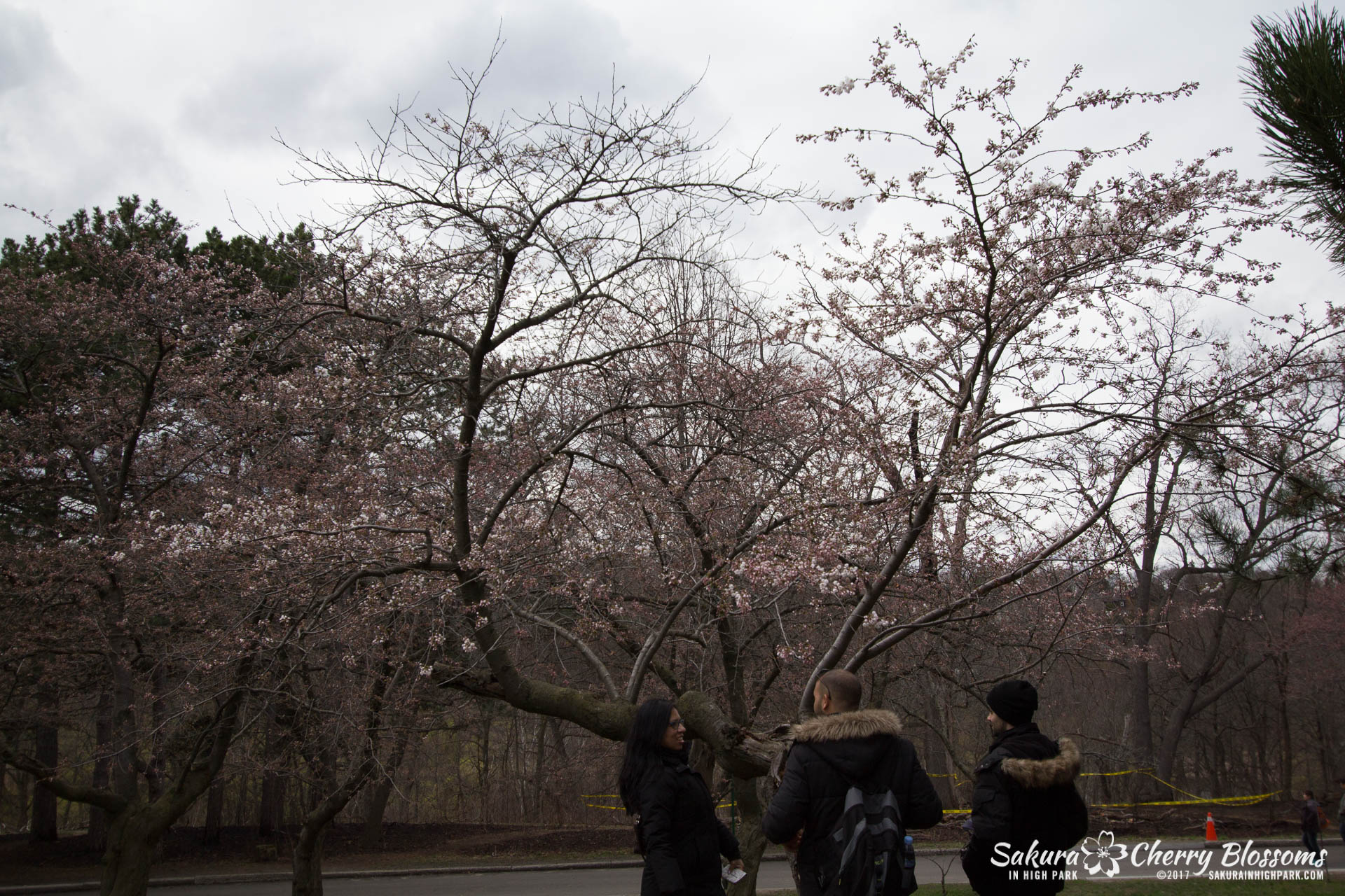 Sakura-Watch-April-21-2017-bloom-still-in-early-stages-95.jpg