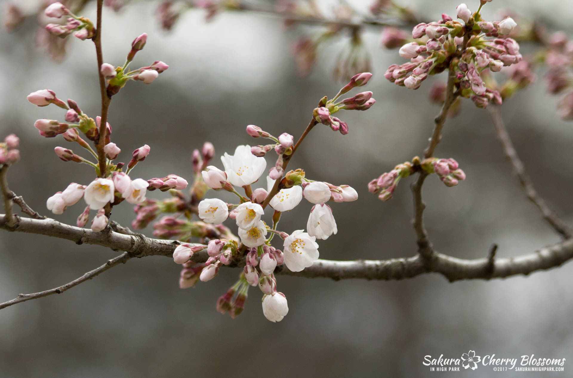 Sakura-Watch-April-21-2017-bloom-still-in-early-stages-81.jpg