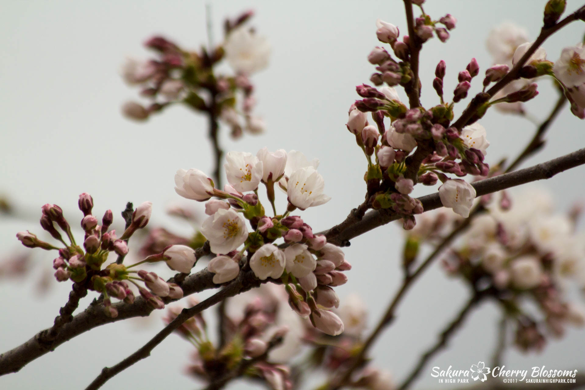 Sakura-Watch-April-21-2017-bloom-still-in-early-stages-58.jpg