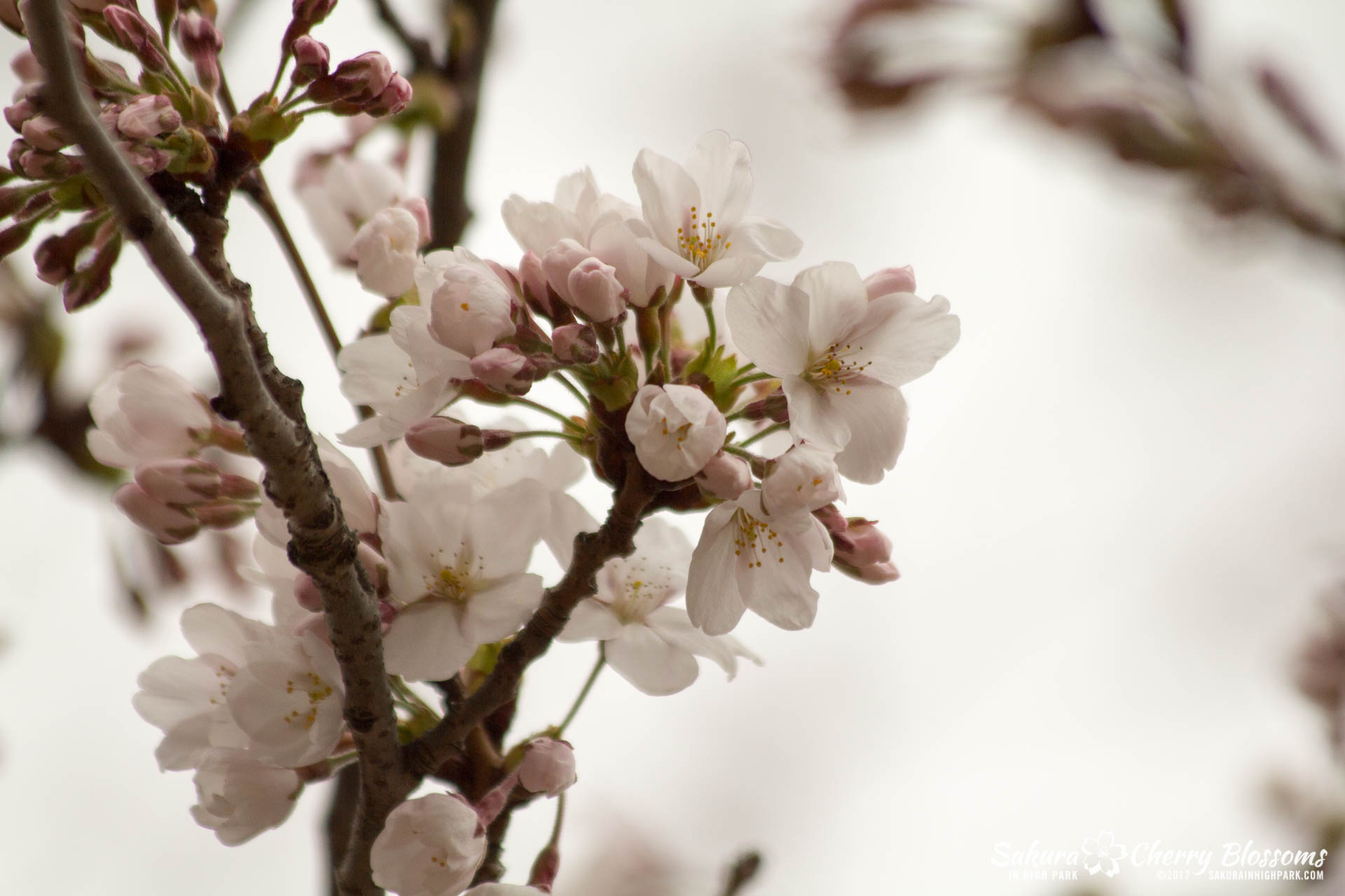 Sakura-Watch-April-21-2017-bloom-still-in-early-stages-64.jpg