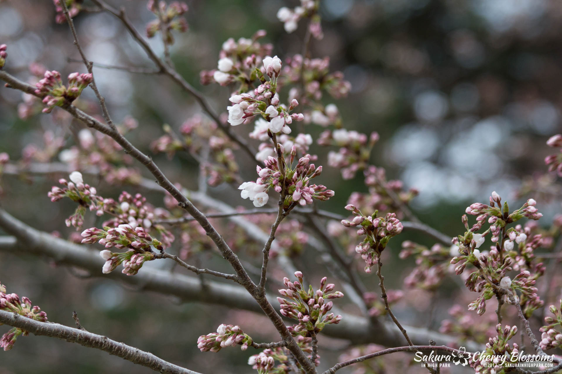 Sakura-Watch-April-21-2017-bloom-still-in-early-stages-47.jpg