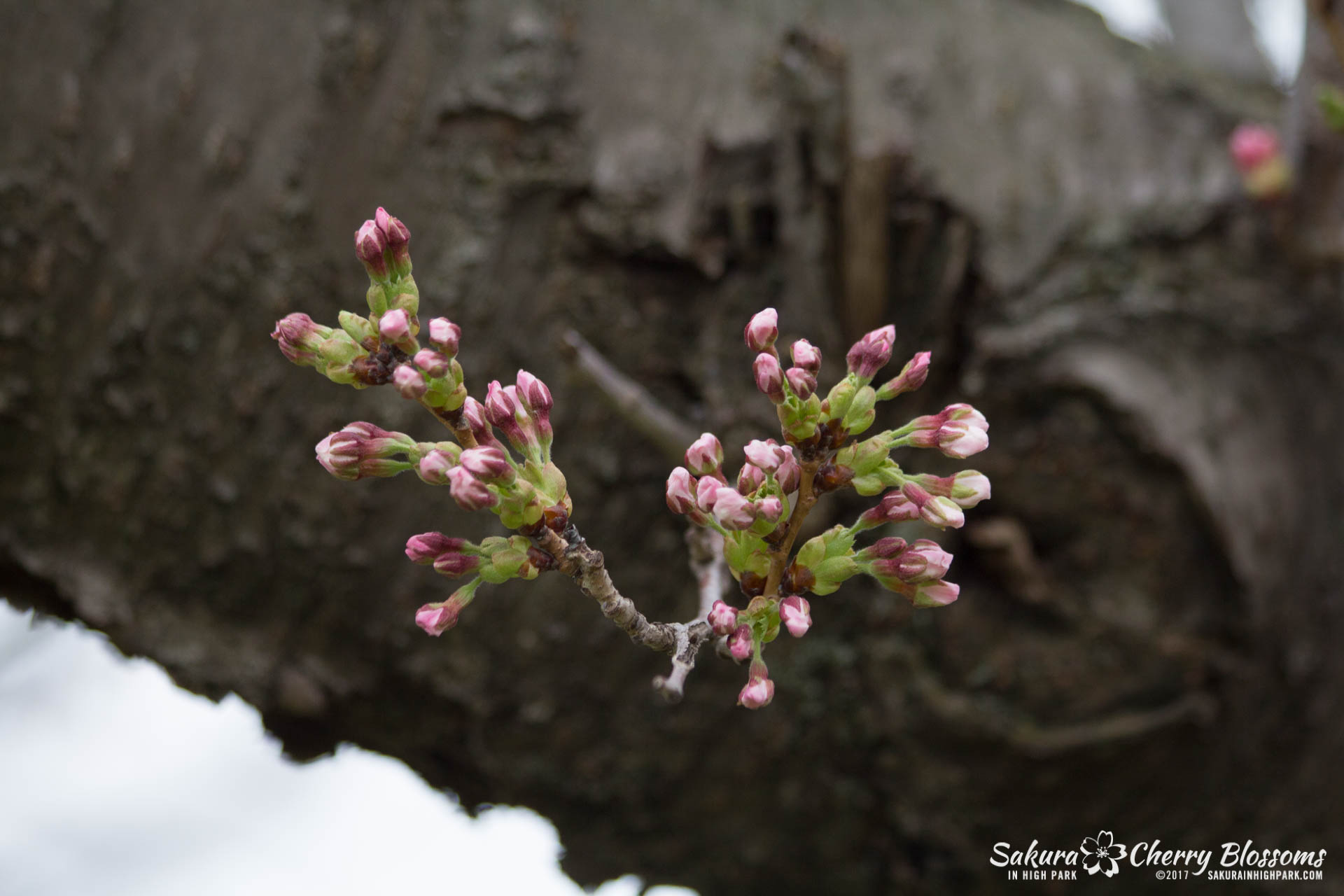 Sakura-Watch-April-21-2017-bloom-still-in-early-stages-39.jpg