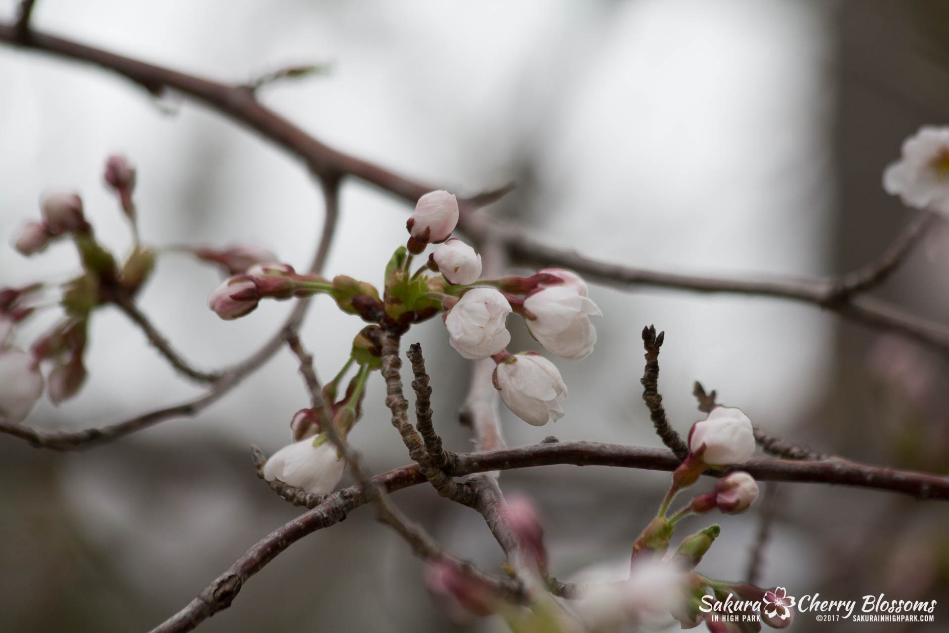 Sakura-Watch-April-21-2017-bloom-still-in-early-stages-37.jpg