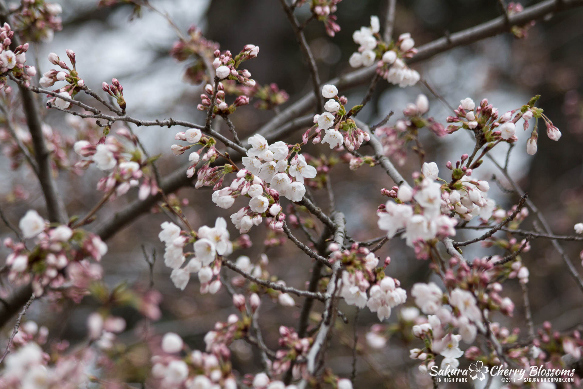 Sakura-Watch-April-21-2017-bloom-still-in-early-stages-23.jpg