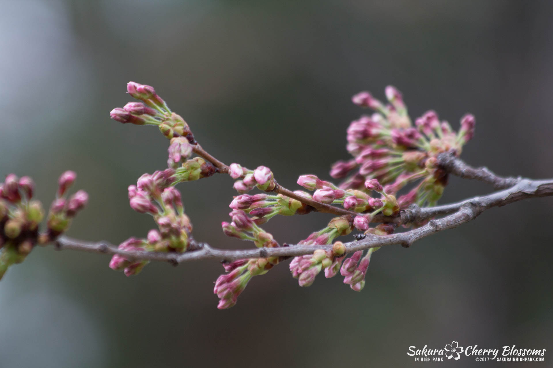 Sakura-Watch-April-21-2017-bloom-still-in-early-stages-2.jpg