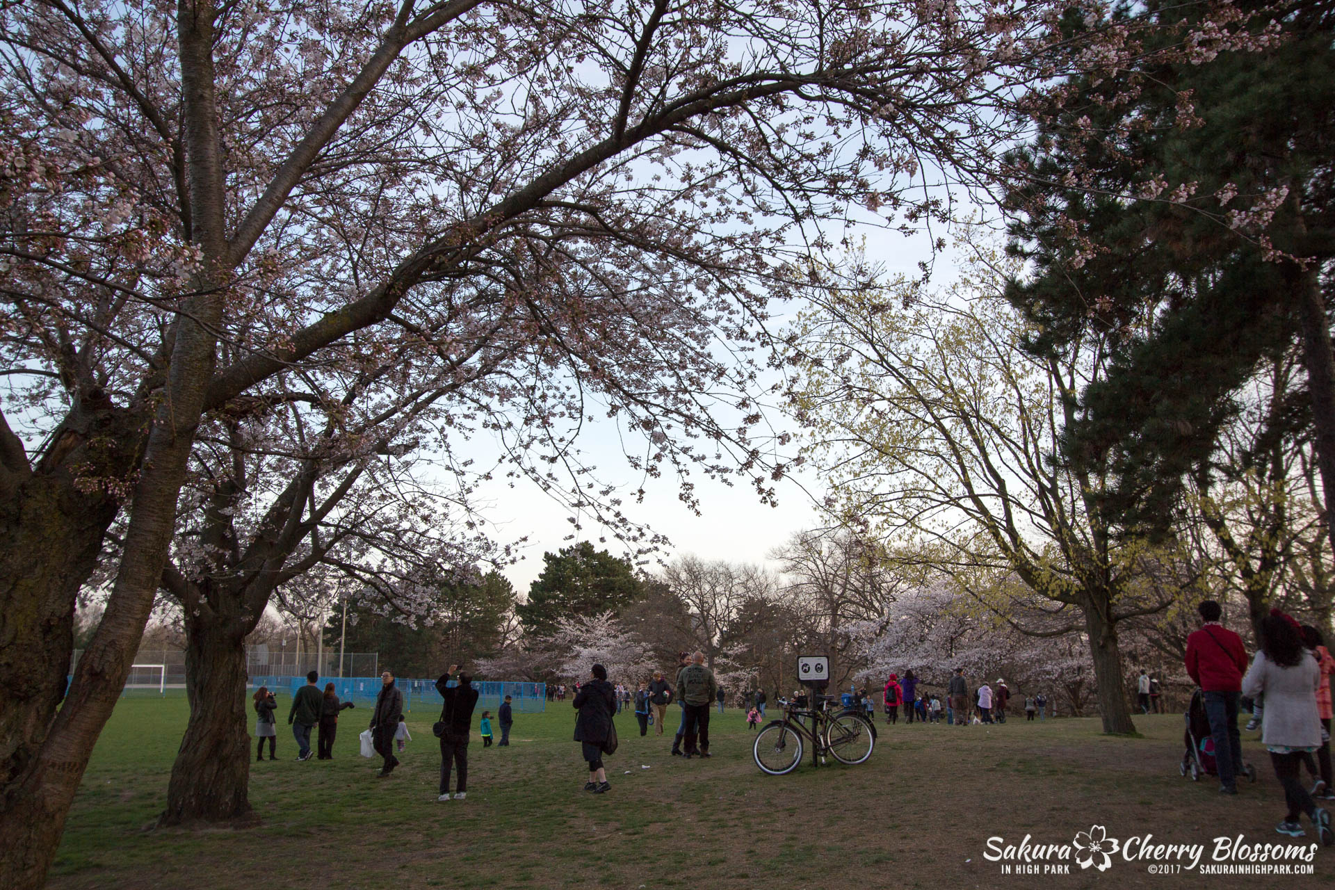 Sakura-Watch-April-24-2017-bloom-has-begun-with-more-to-come-228.jpg