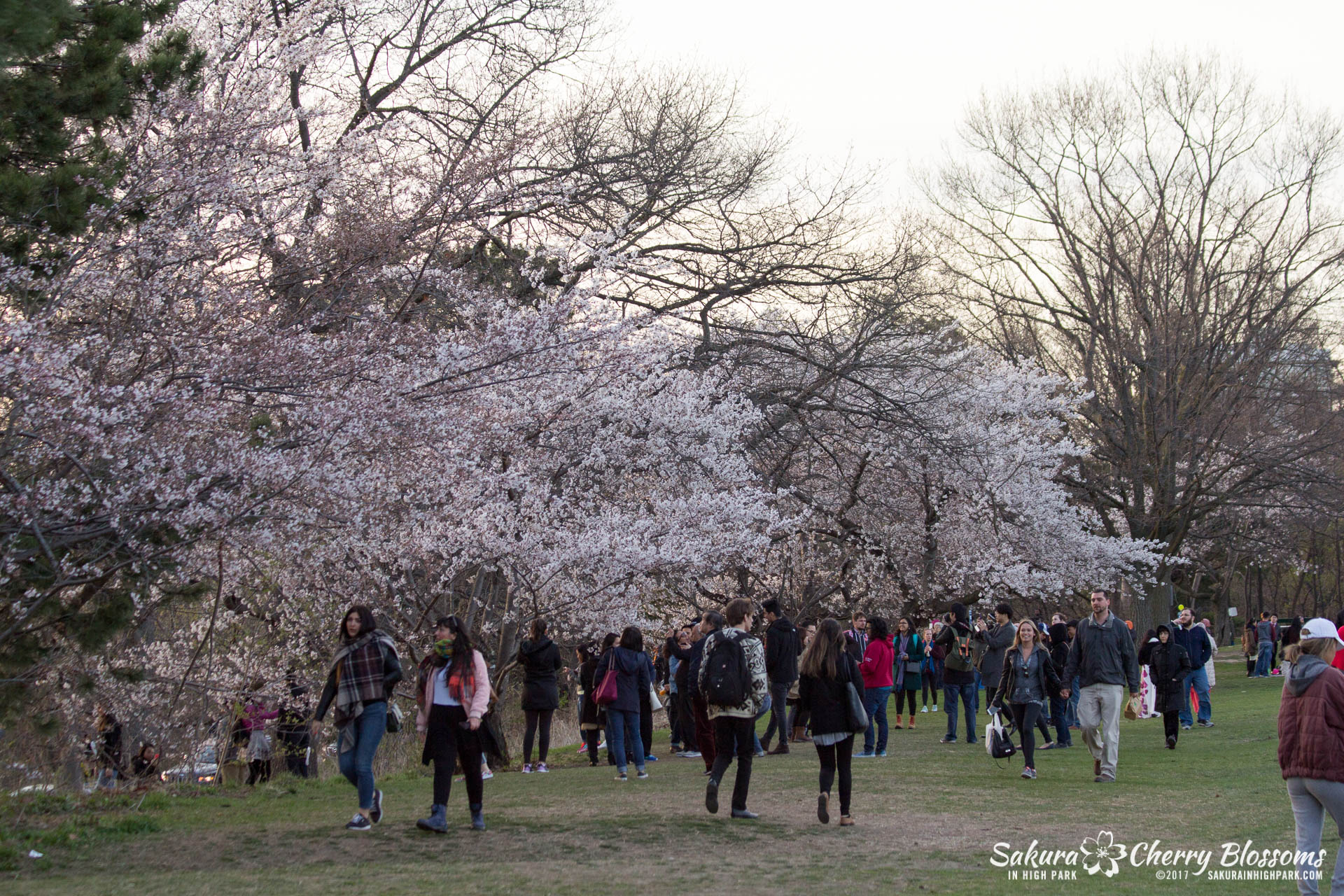 Sakura-Watch-April-24-2017-bloom-has-begun-with-more-to-come-187.jpg