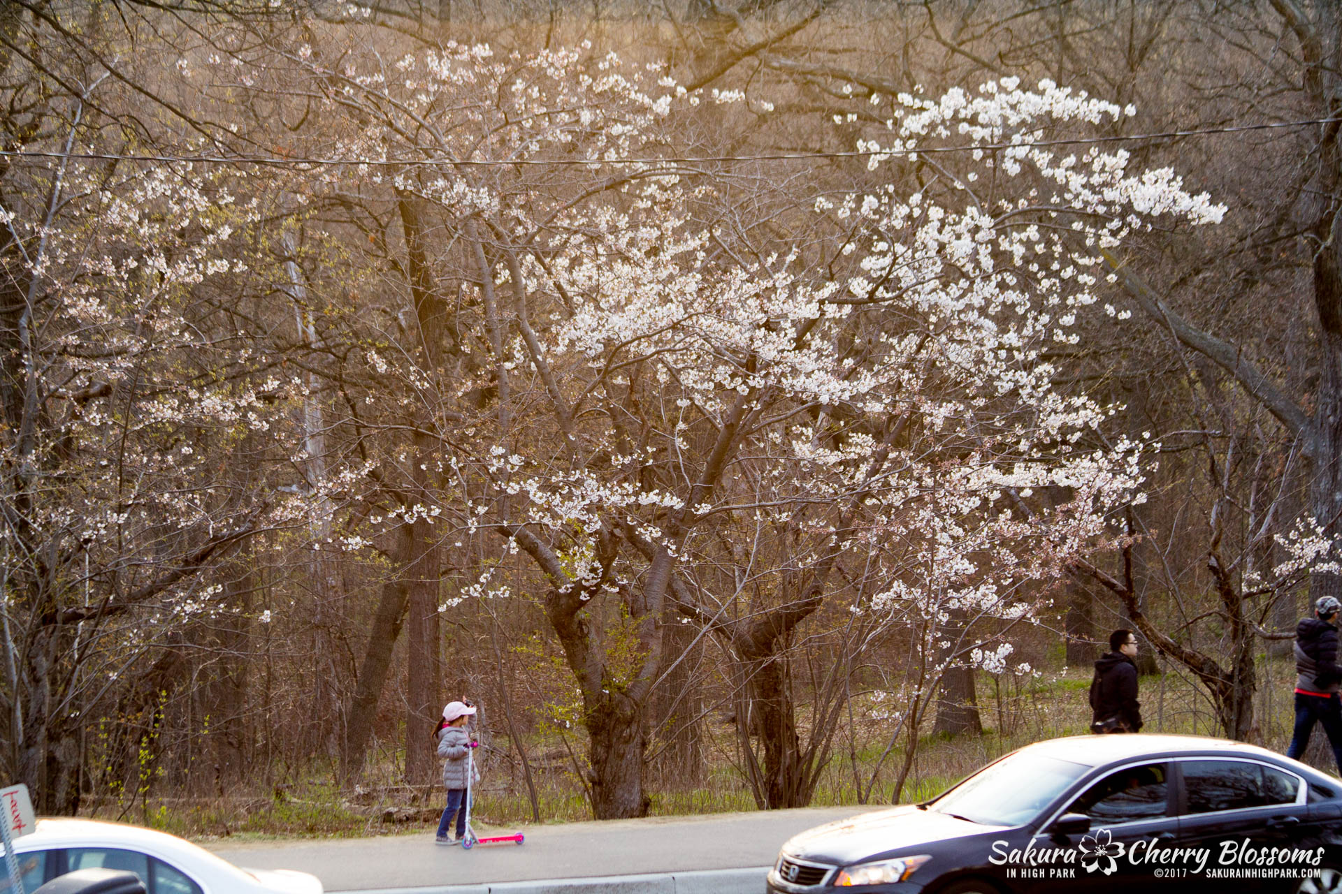 Sakura-Watch-April-24-2017-bloom-has-begun-with-more-to-come-181.jpg