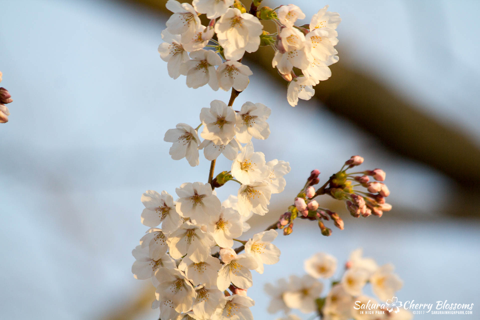 Sakura-Watch-April-24-2017-bloom-has-begun-with-more-to-come-130.jpg