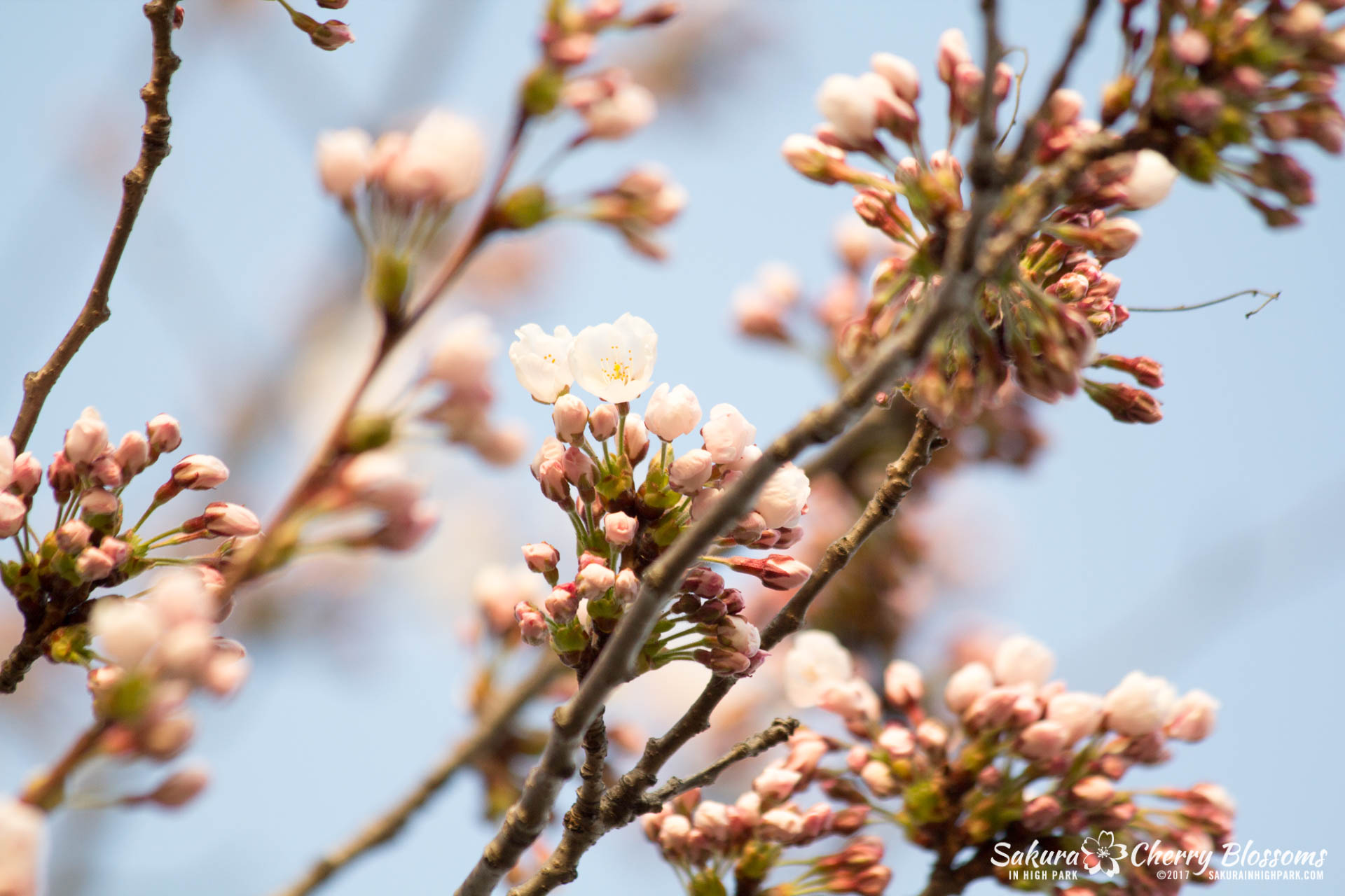 Sakura-Watch-April-24-2017-bloom-has-begun-with-more-to-come-66.jpg