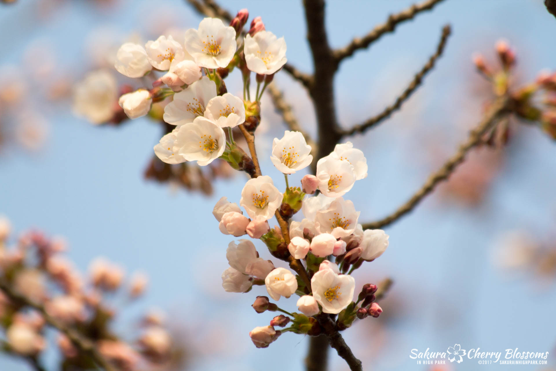 Sakura-Watch-April-24-2017-bloom-has-begun-with-more-to-come-64.jpg