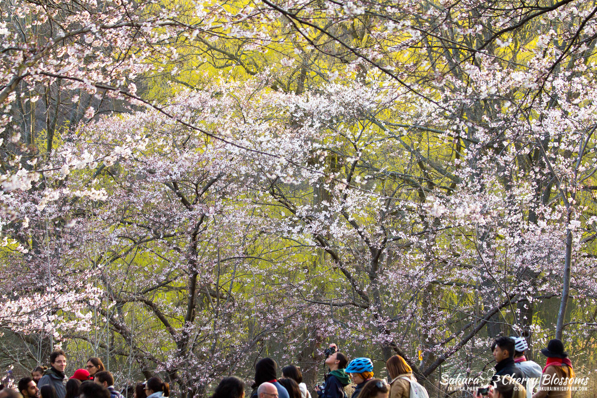 Sakura-Watch-April-24-2017-bloom-has-begun-with-more-to-come-97.jpg