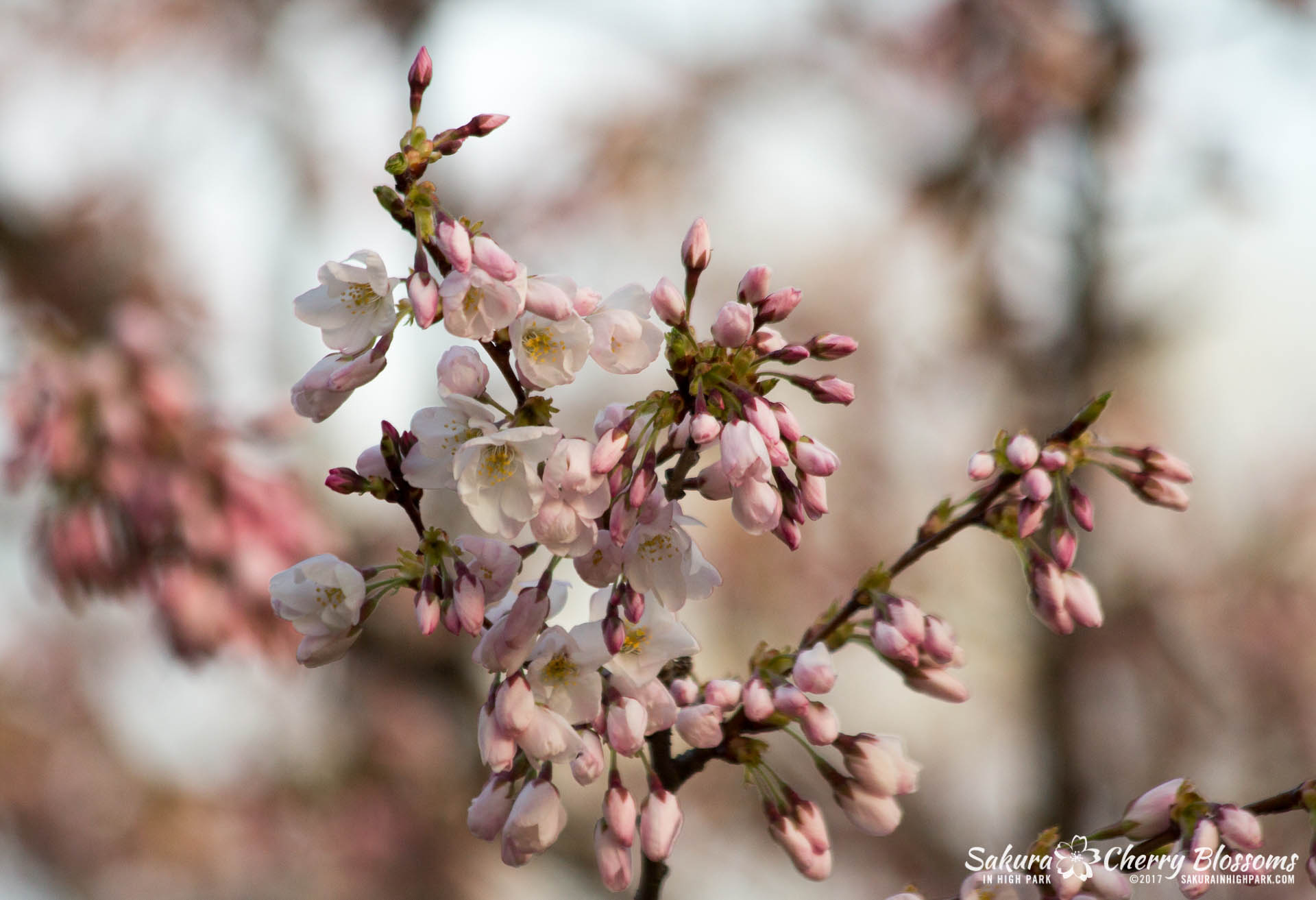 Sakura-Watch-April-24-2017-bloom-has-begun-with-more-to-come-43.jpg