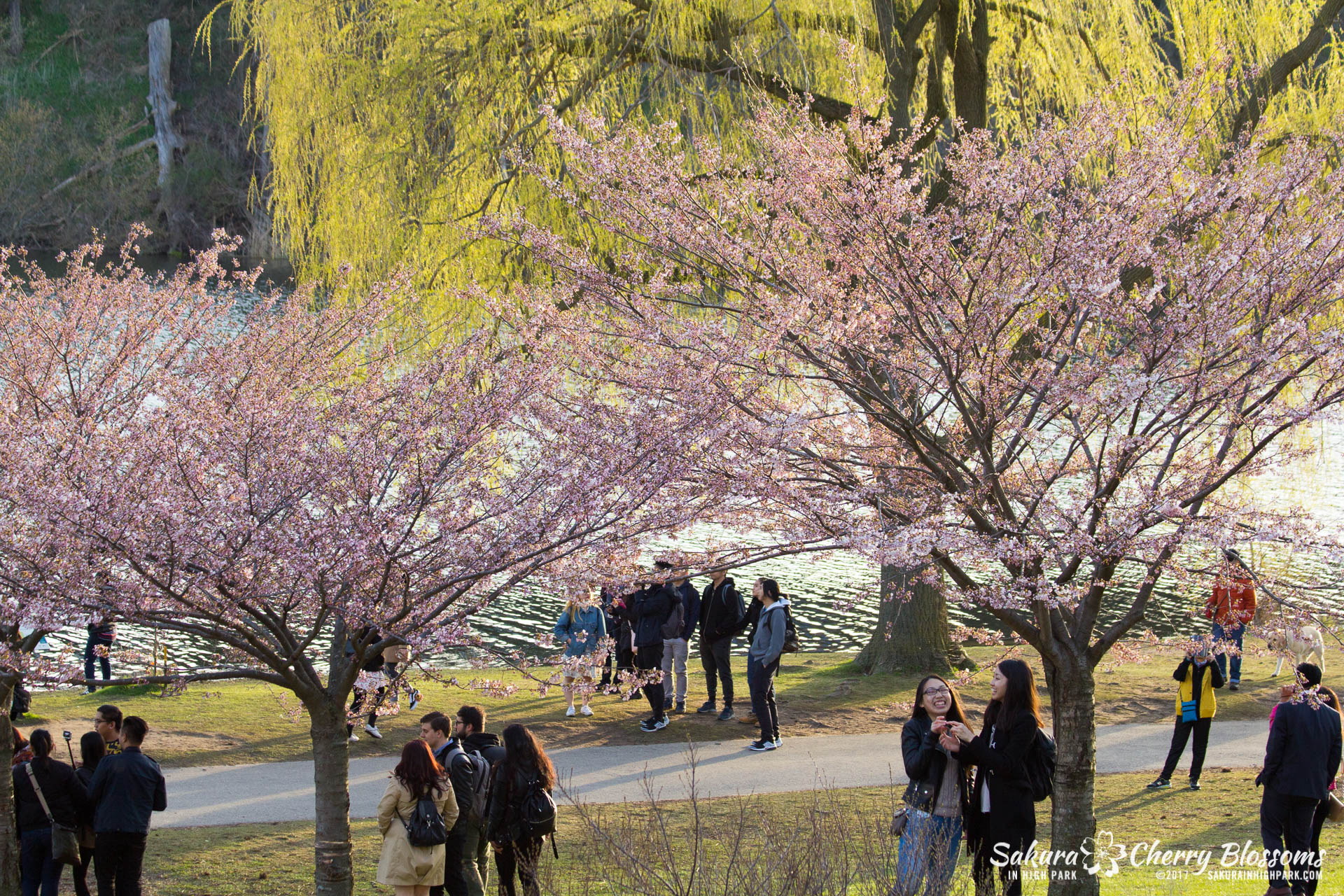 Sakura-Watch-April-24-2017-bloom-has-begun-with-more-to-come-32.jpg