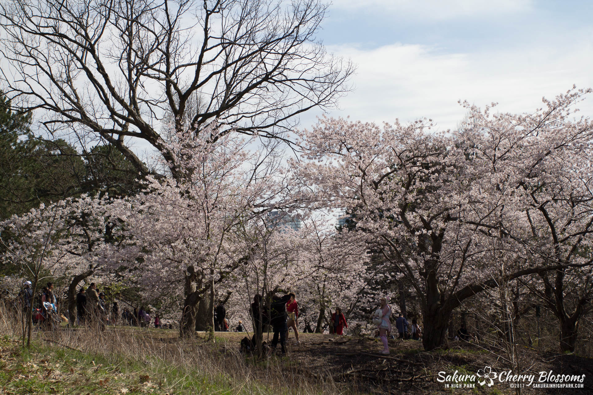 Sakura-Watch-April-28-2017-full-bloom-throughout-High-Park-5672.jpg