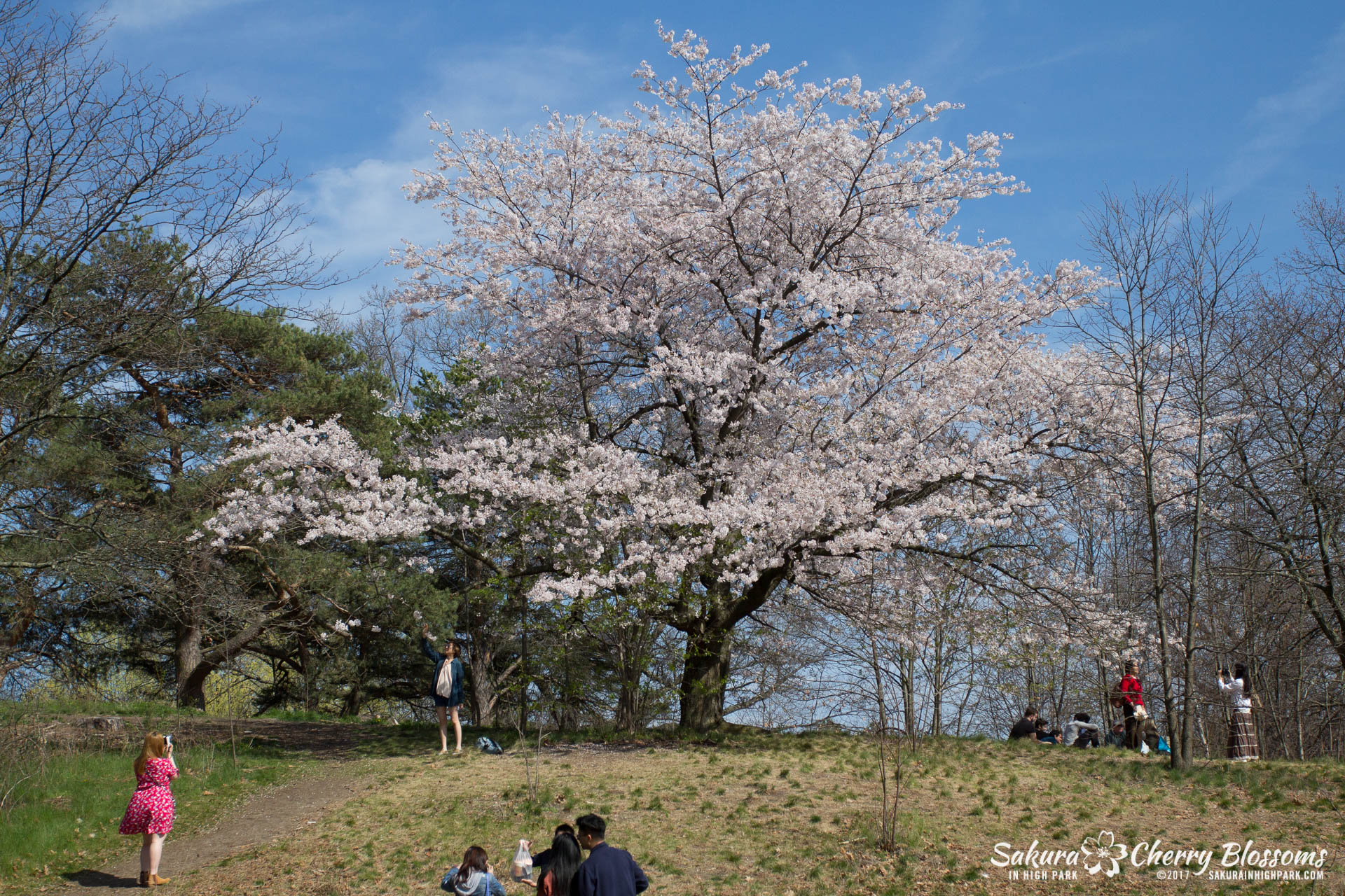 Sakura-Watch-April-28-2017-full-bloom-throughout-High-Park-5666.jpg