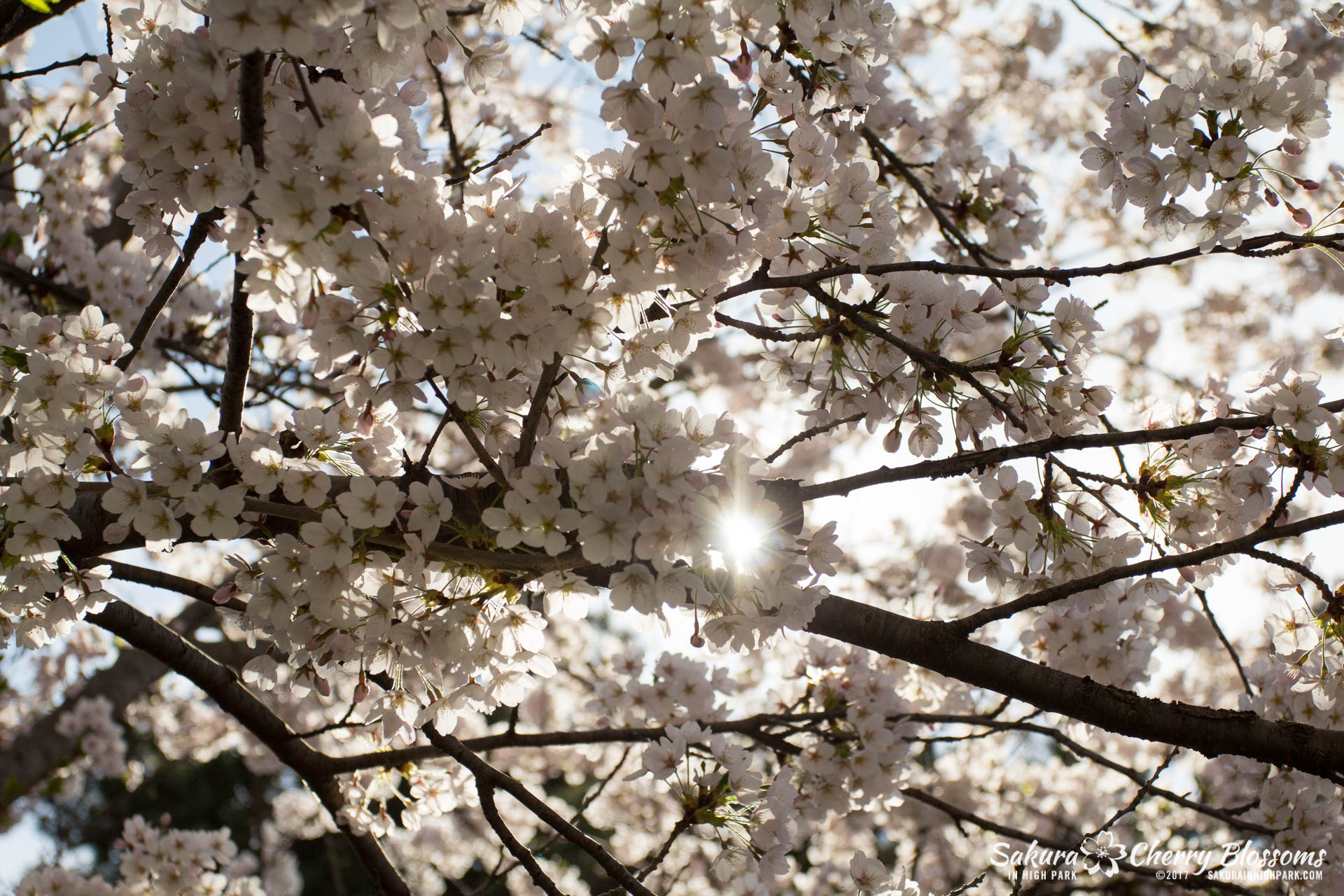 Sakura-Watch-April-28-2017-full-bloom-throughout-High-Park-5614.jpg