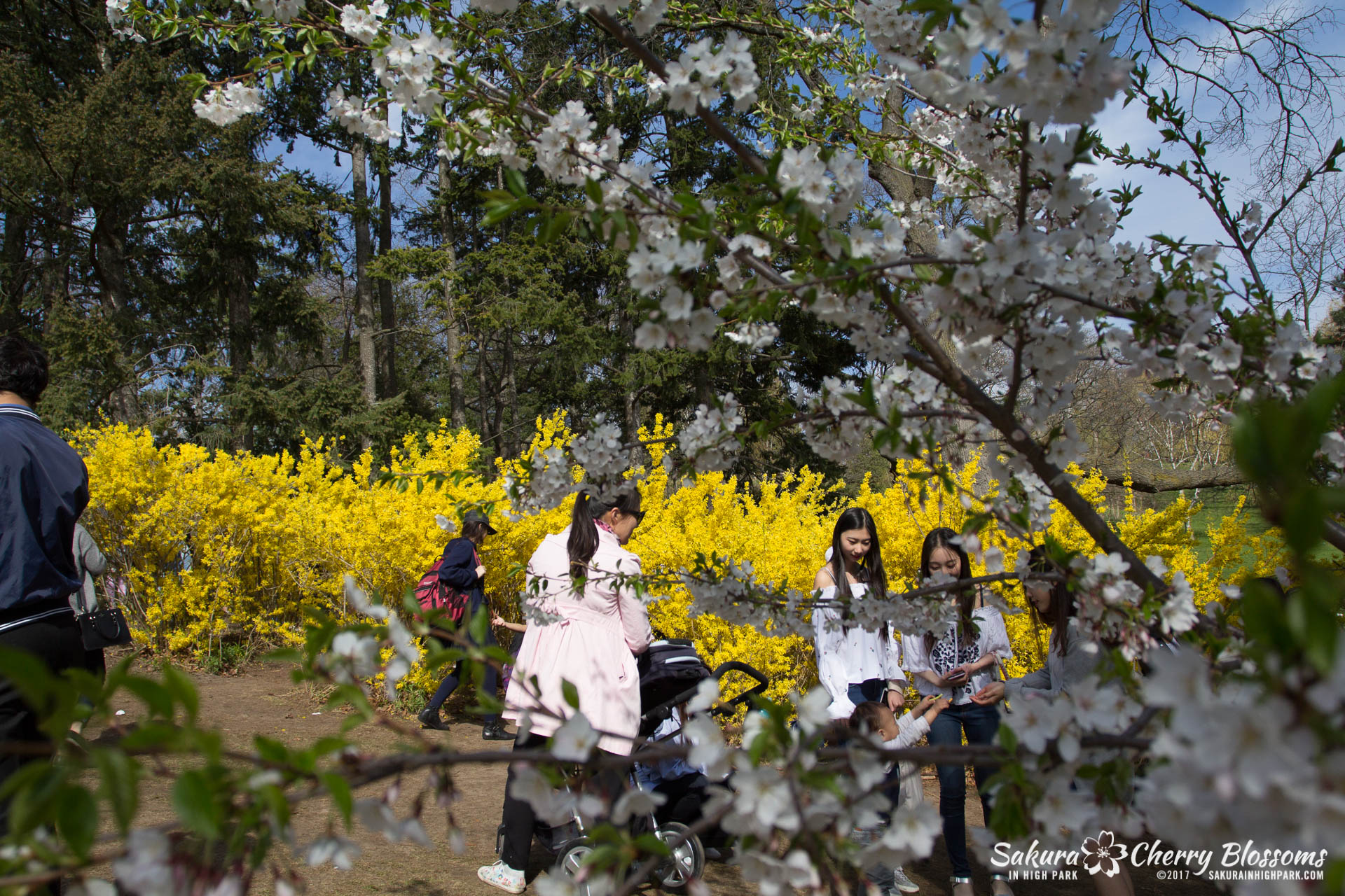 Sakura-Watch-April-28-2017-full-bloom-throughout-High-Park-5750.jpg