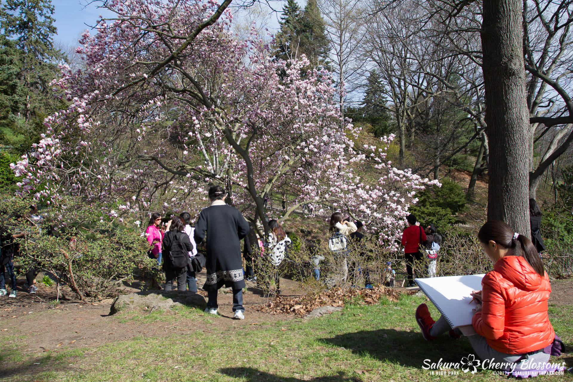 Sakura-Watch-April-28-2017-full-bloom-throughout-High-Park-5718.jpg