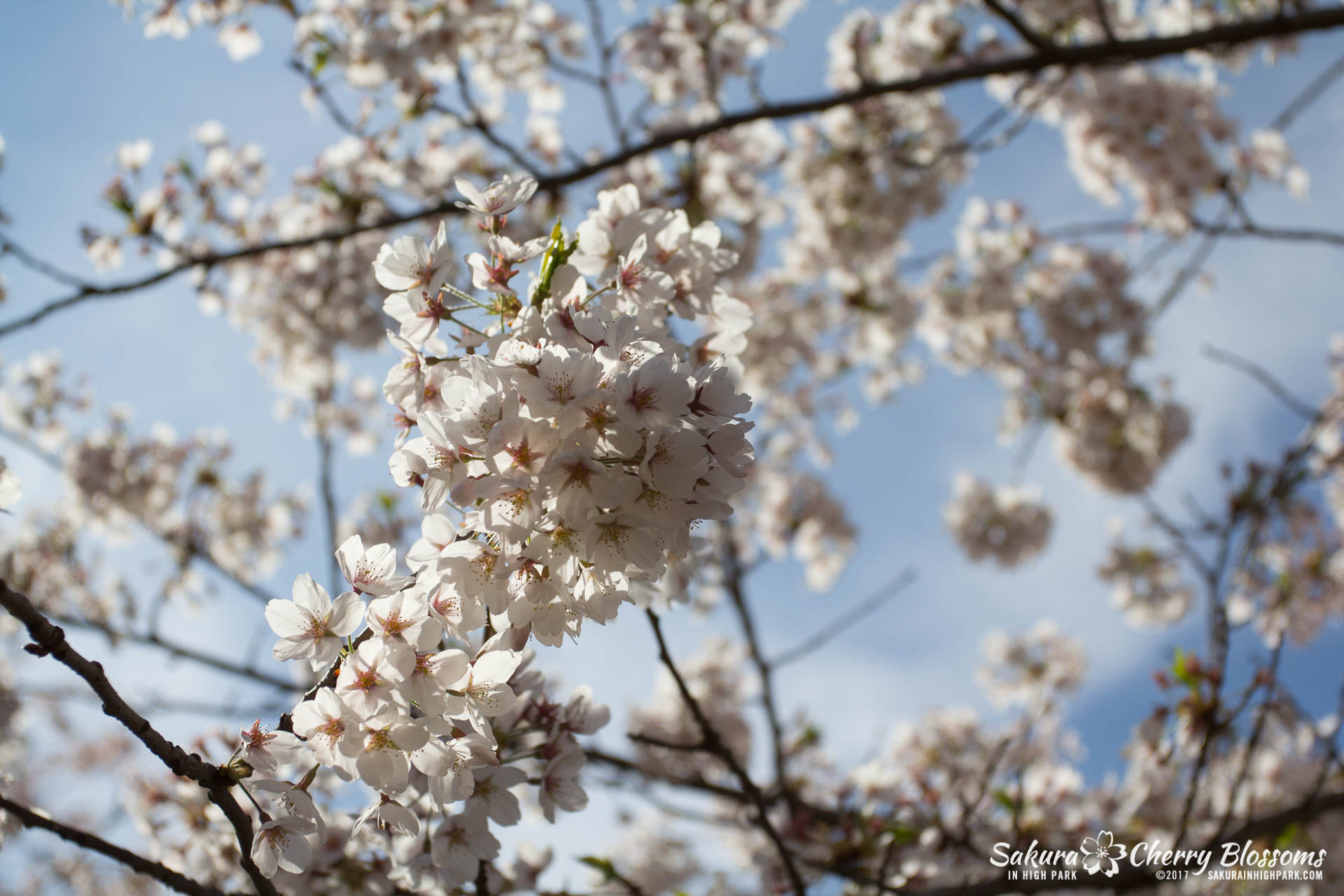 Sakura-Watch-April-28-2017-full-bloom-throughout-High-Park-5699.jpg
