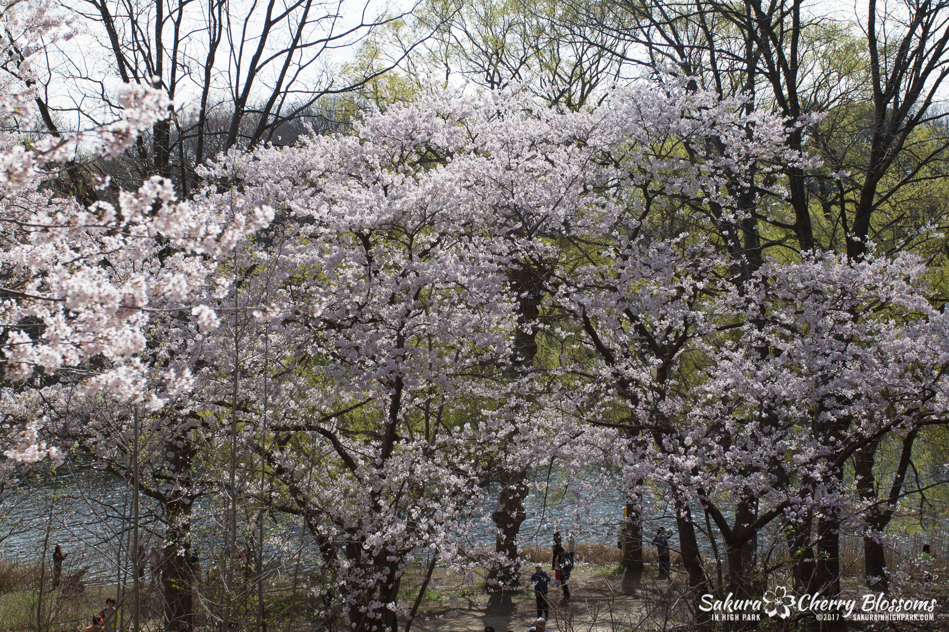 Sakura-Watch-April-28-2017-full-bloom-throughout-High-Park-5737.jpg