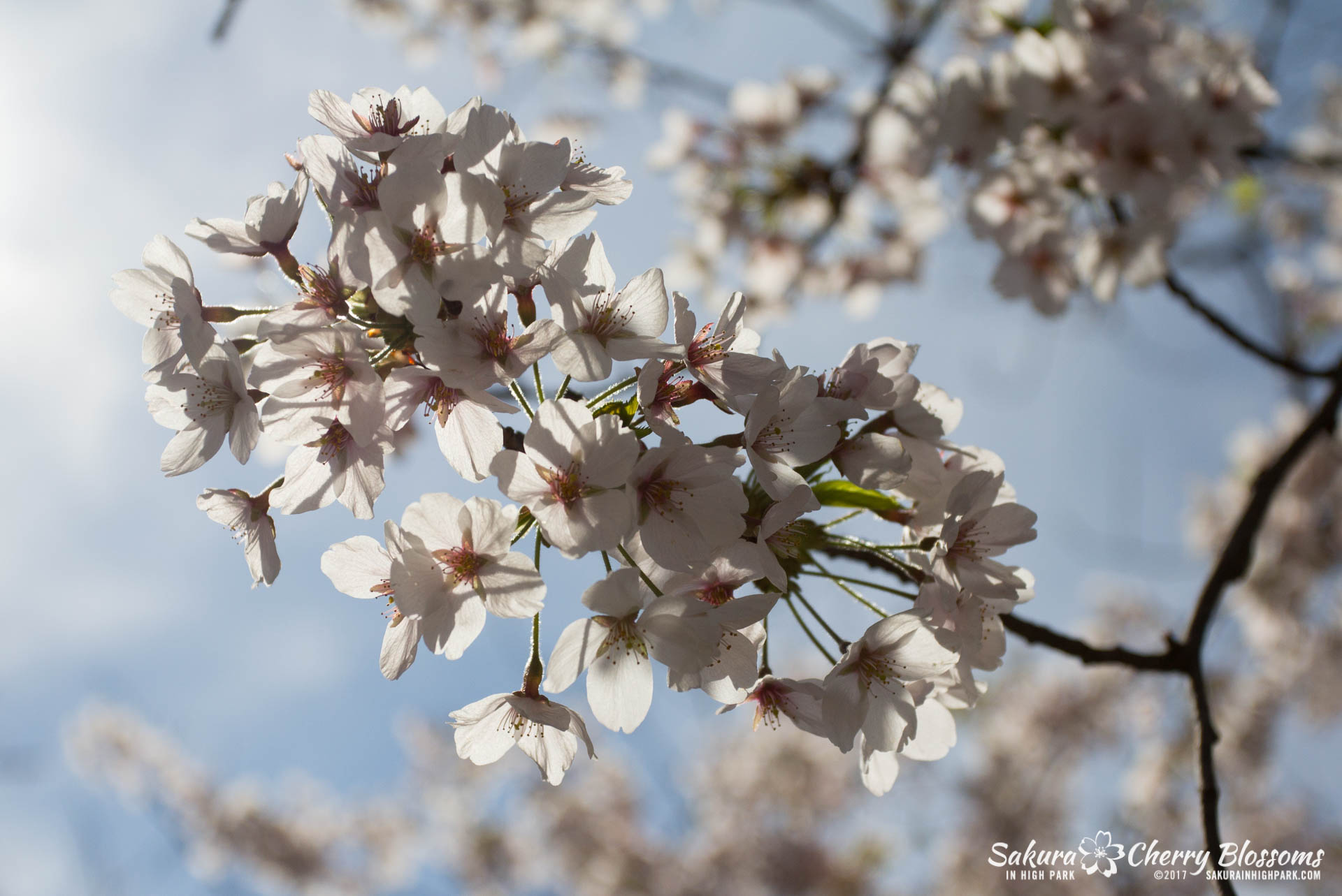 Sakura-Watch-April-28-2017-full-bloom-throughout-High-Park-5680.jpg