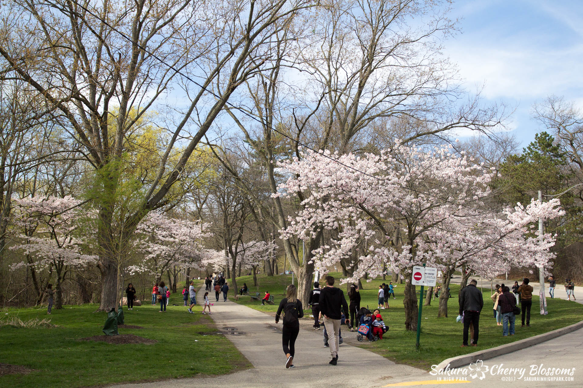 Sakura-Watch-April-28-2017-full-bloom-throughout-High-Park-5871.jpg