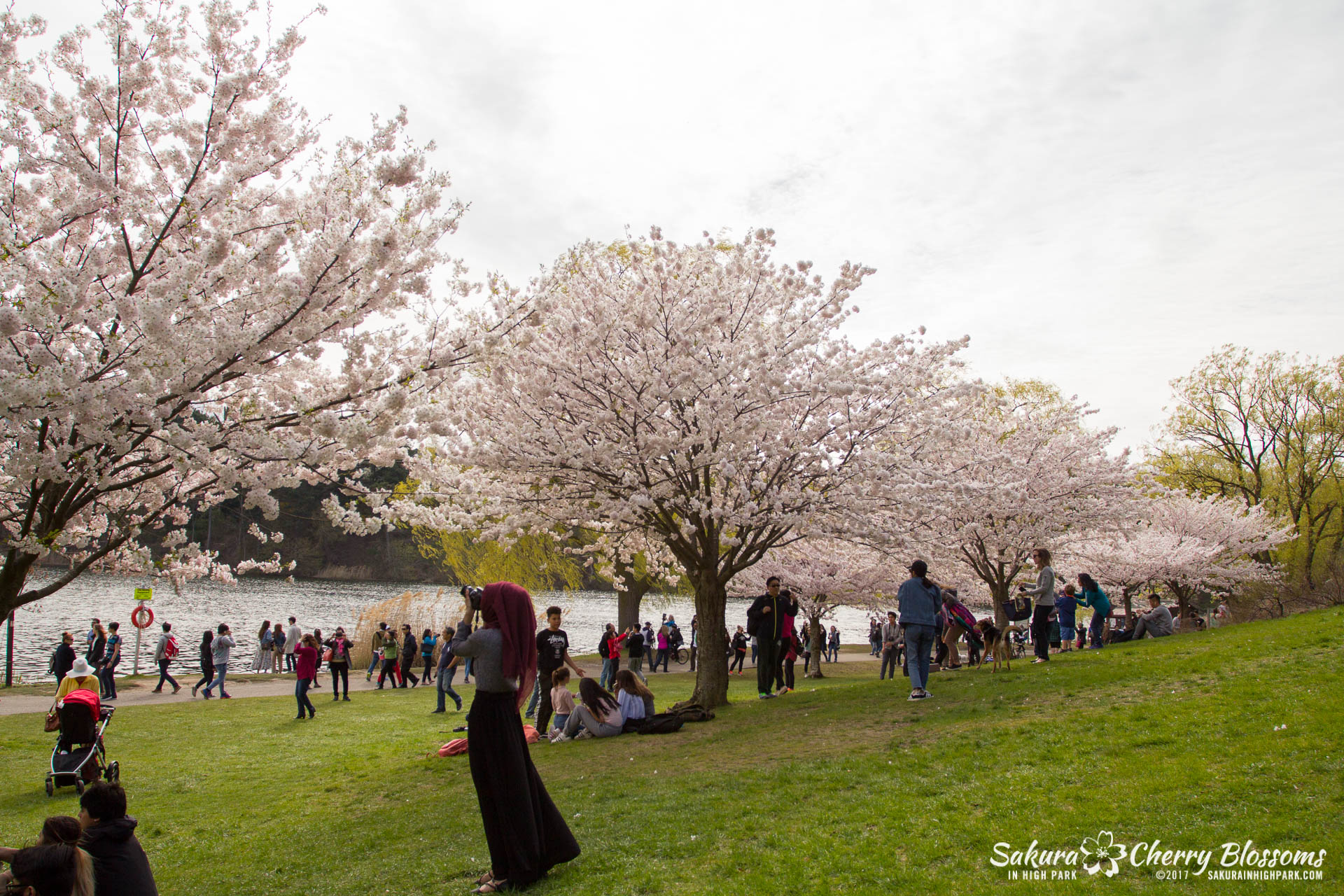 Sakura-Watch-April-28-2017-full-bloom-throughout-High-Park-5854.jpg