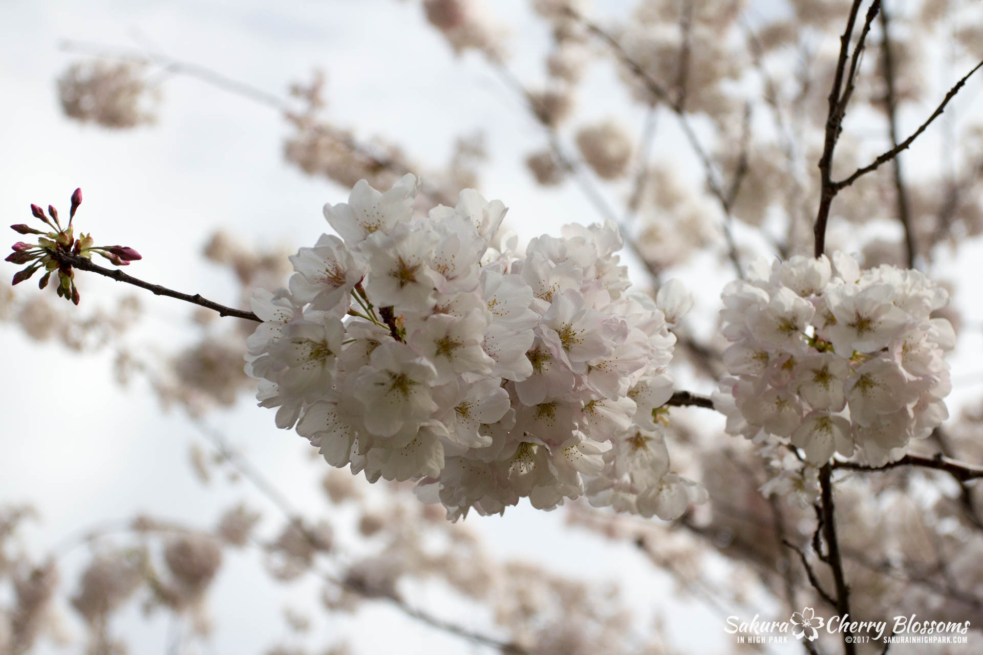 Sakura-Watch-April-28-2017-full-bloom-throughout-High-Park-5833.jpg