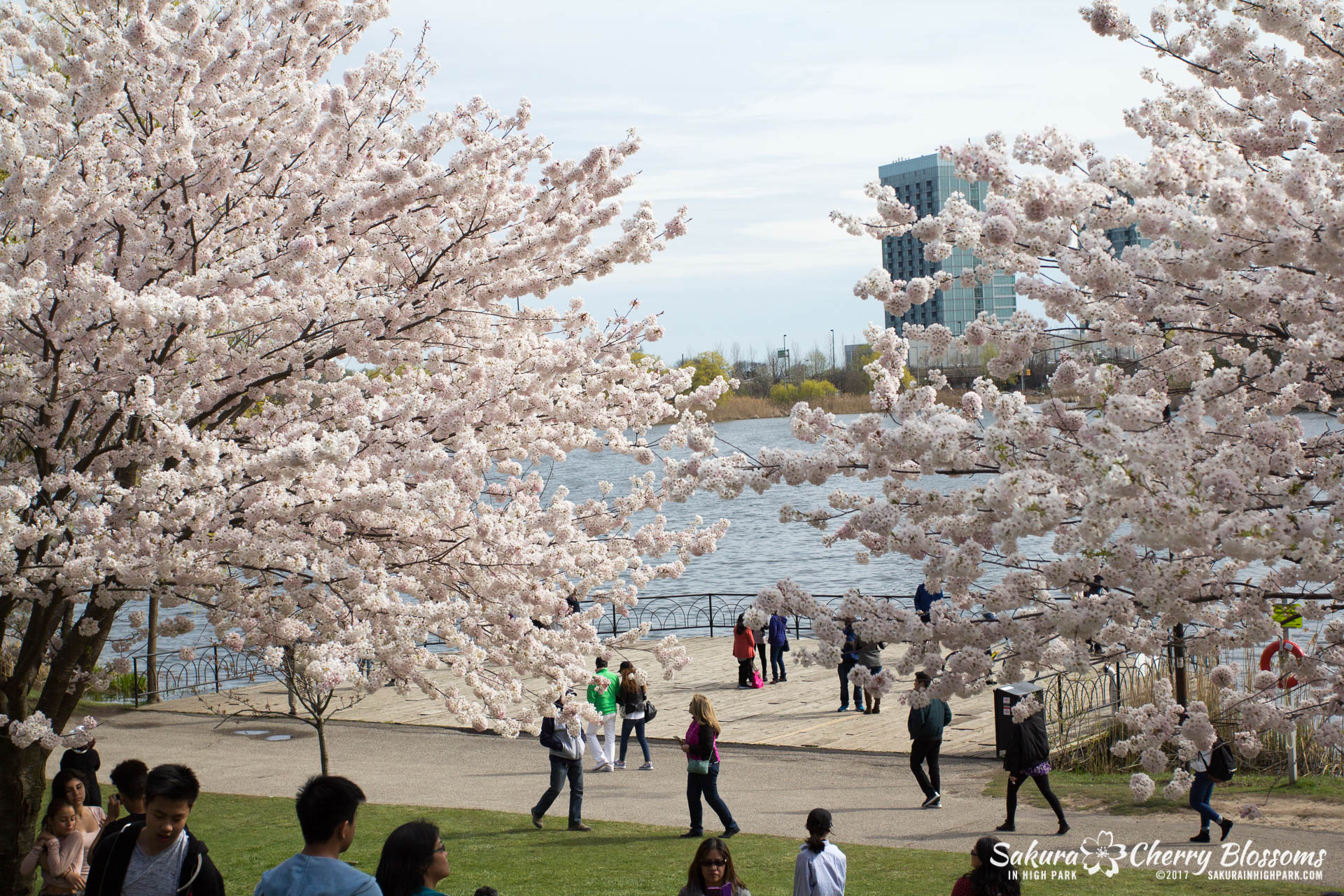Sakura-Watch-April-28-2017-full-bloom-throughout-High-Park-5830.jpg