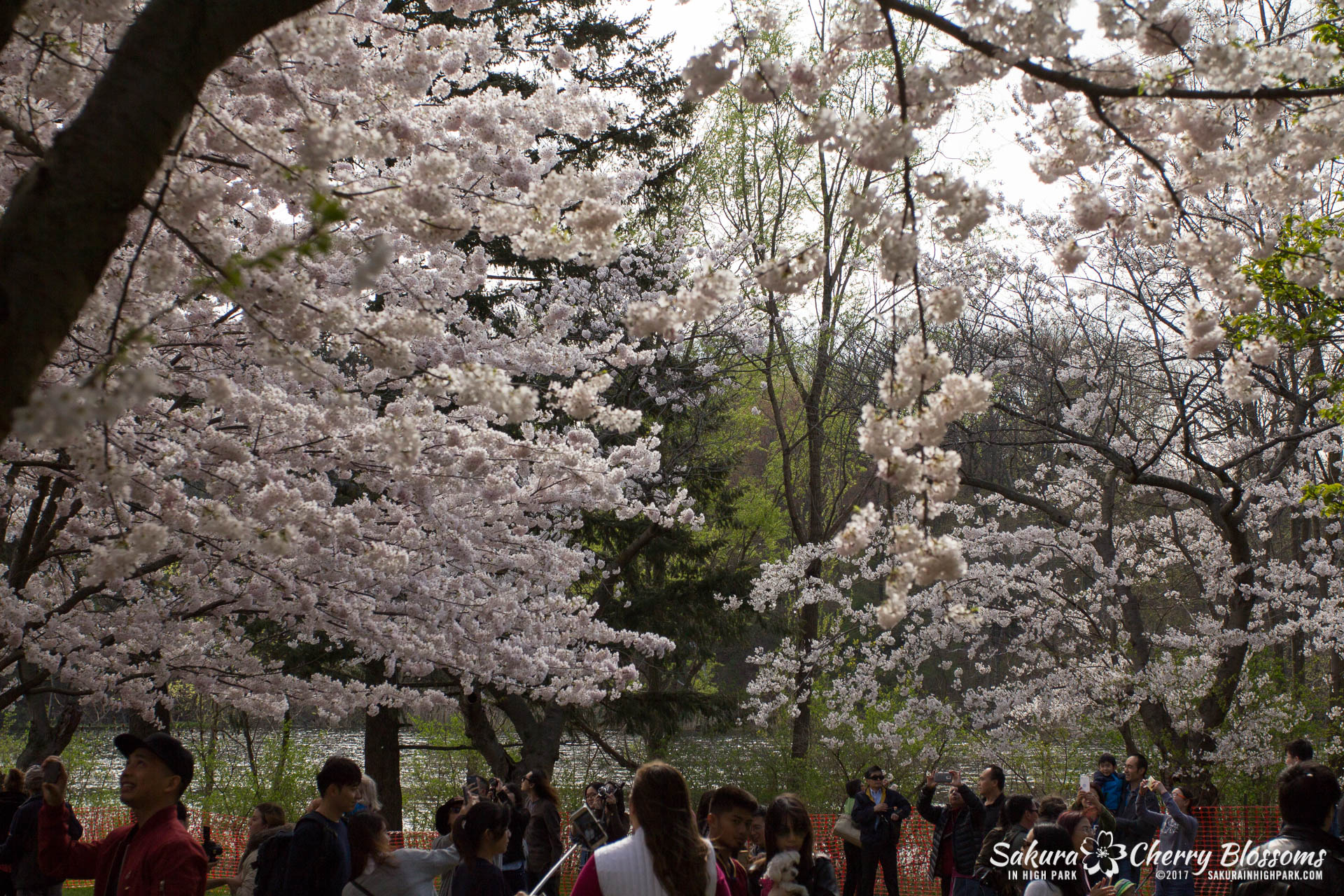 Sakura-Watch-April-28-2017-full-bloom-throughout-High-Park-5790.jpg